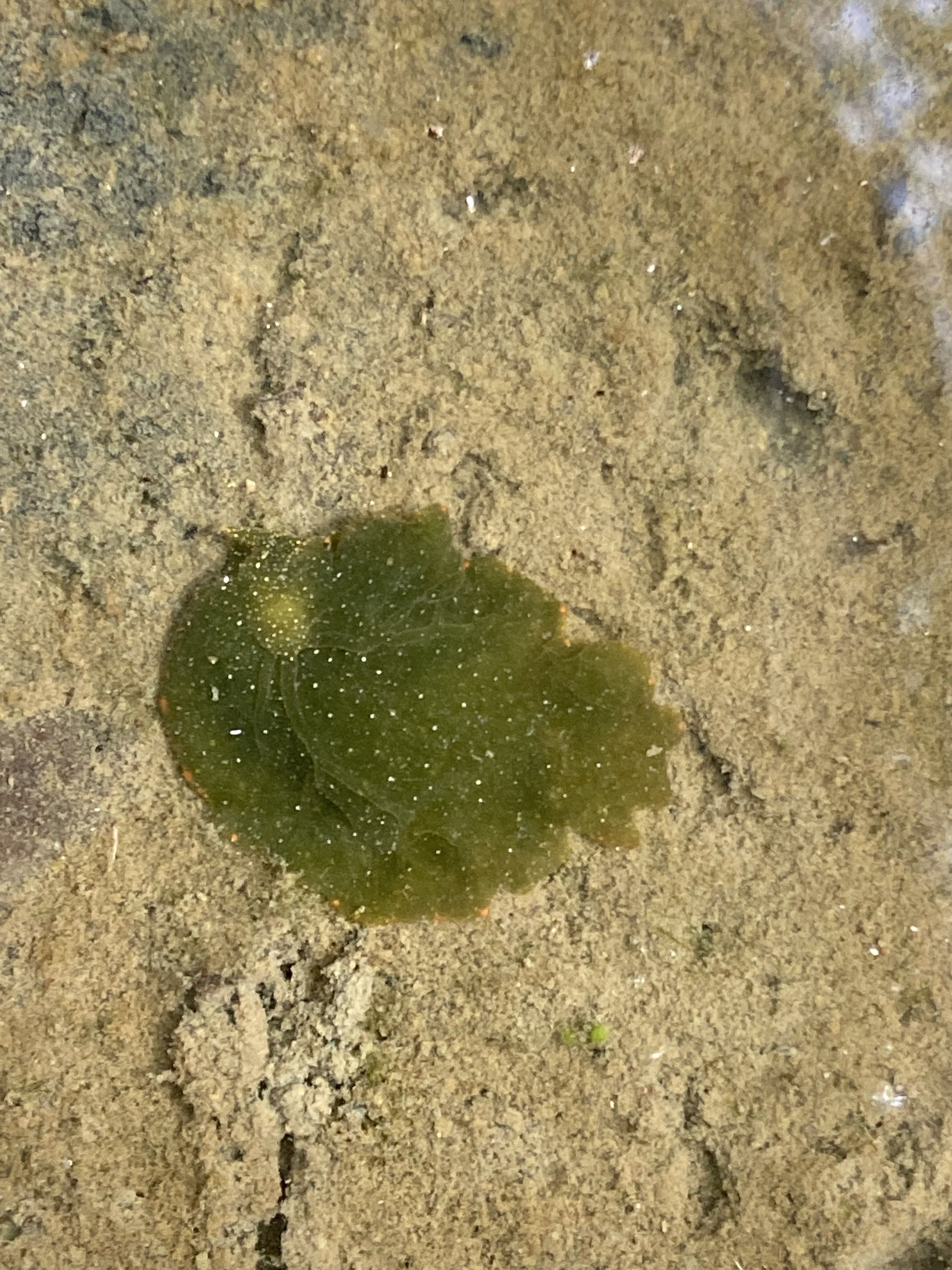 Elysia chlorotica sea slug
