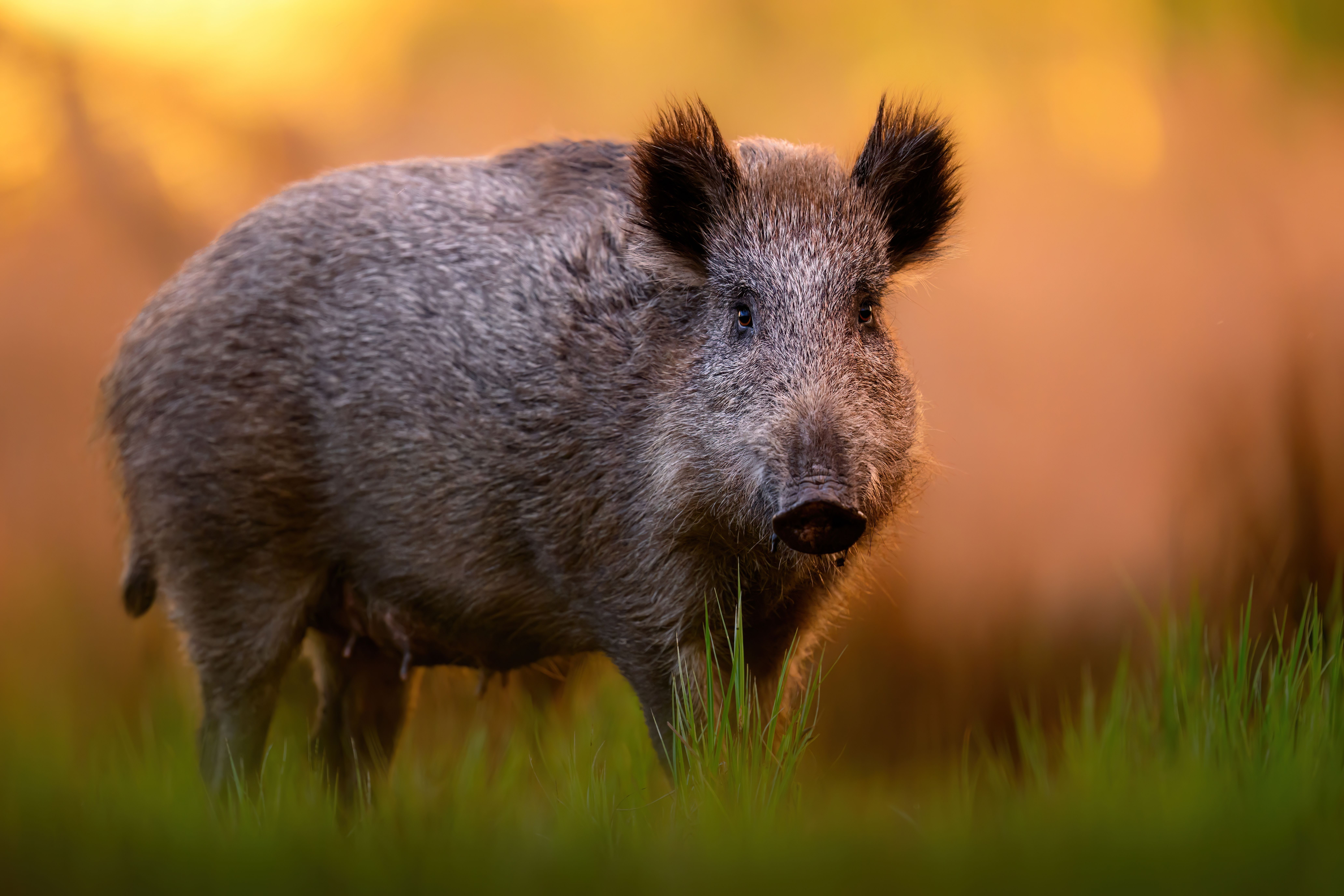Wild hog