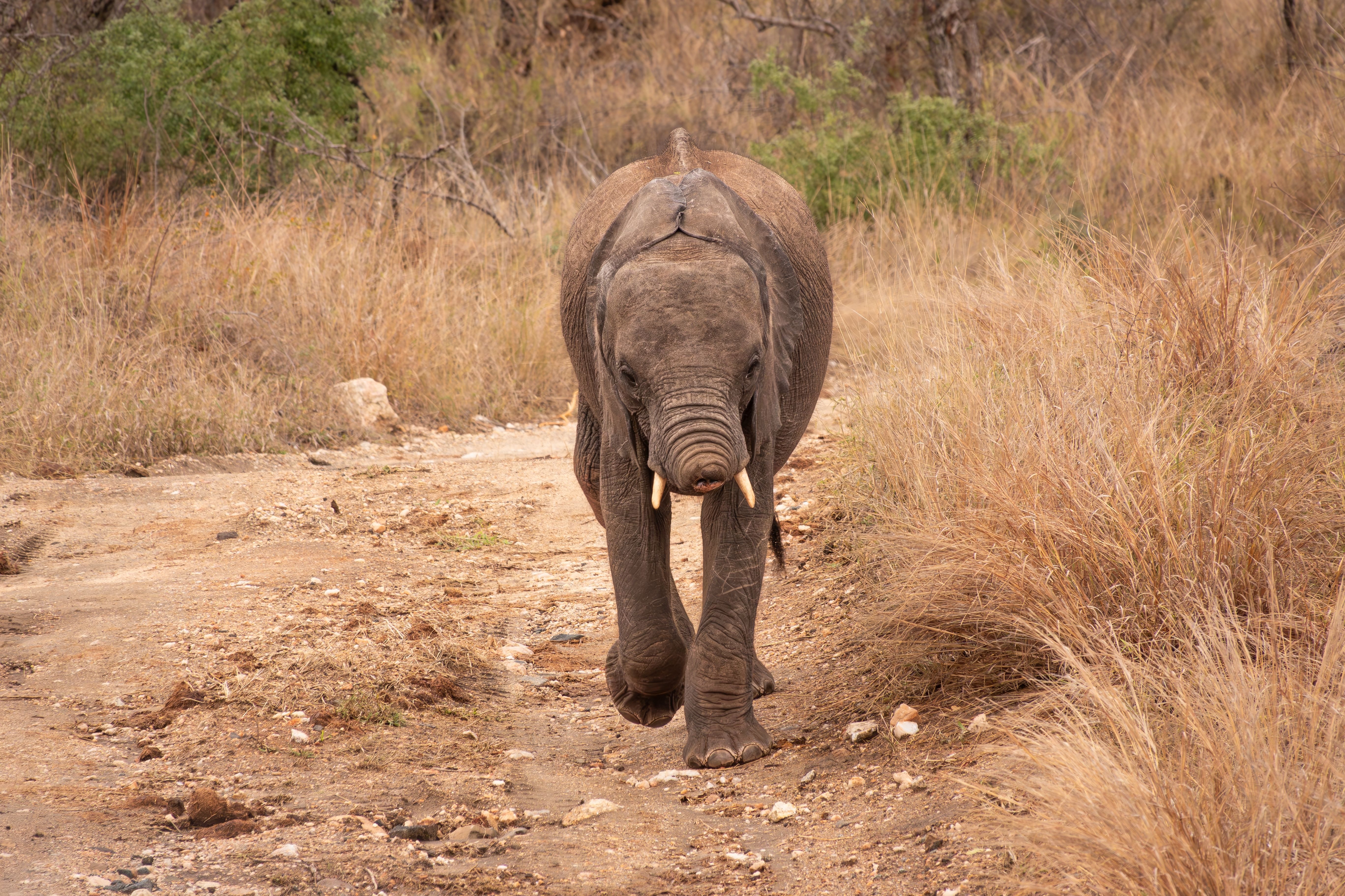 Elephant lost who is the snout in a snare trap