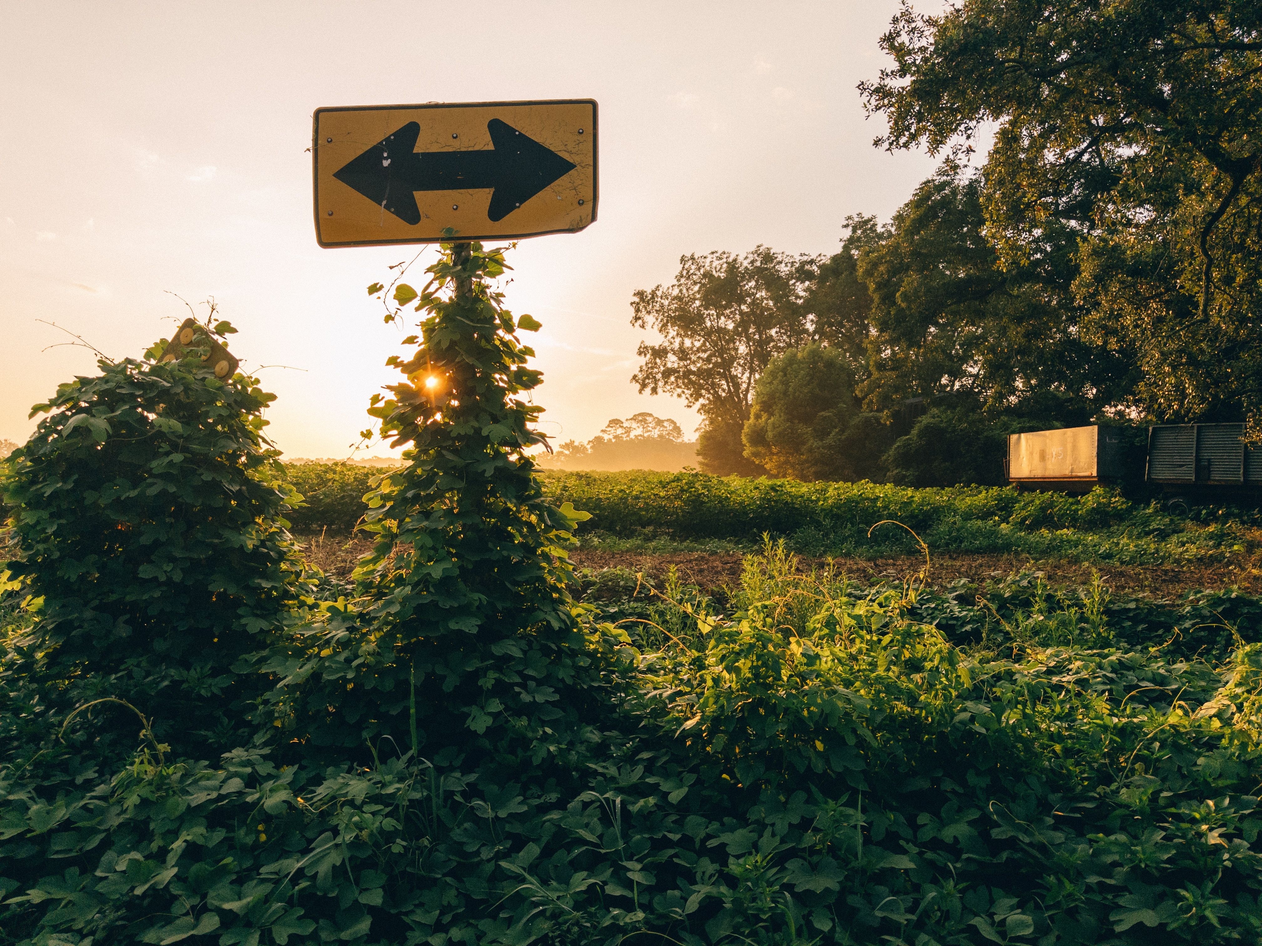 Kudzu Field