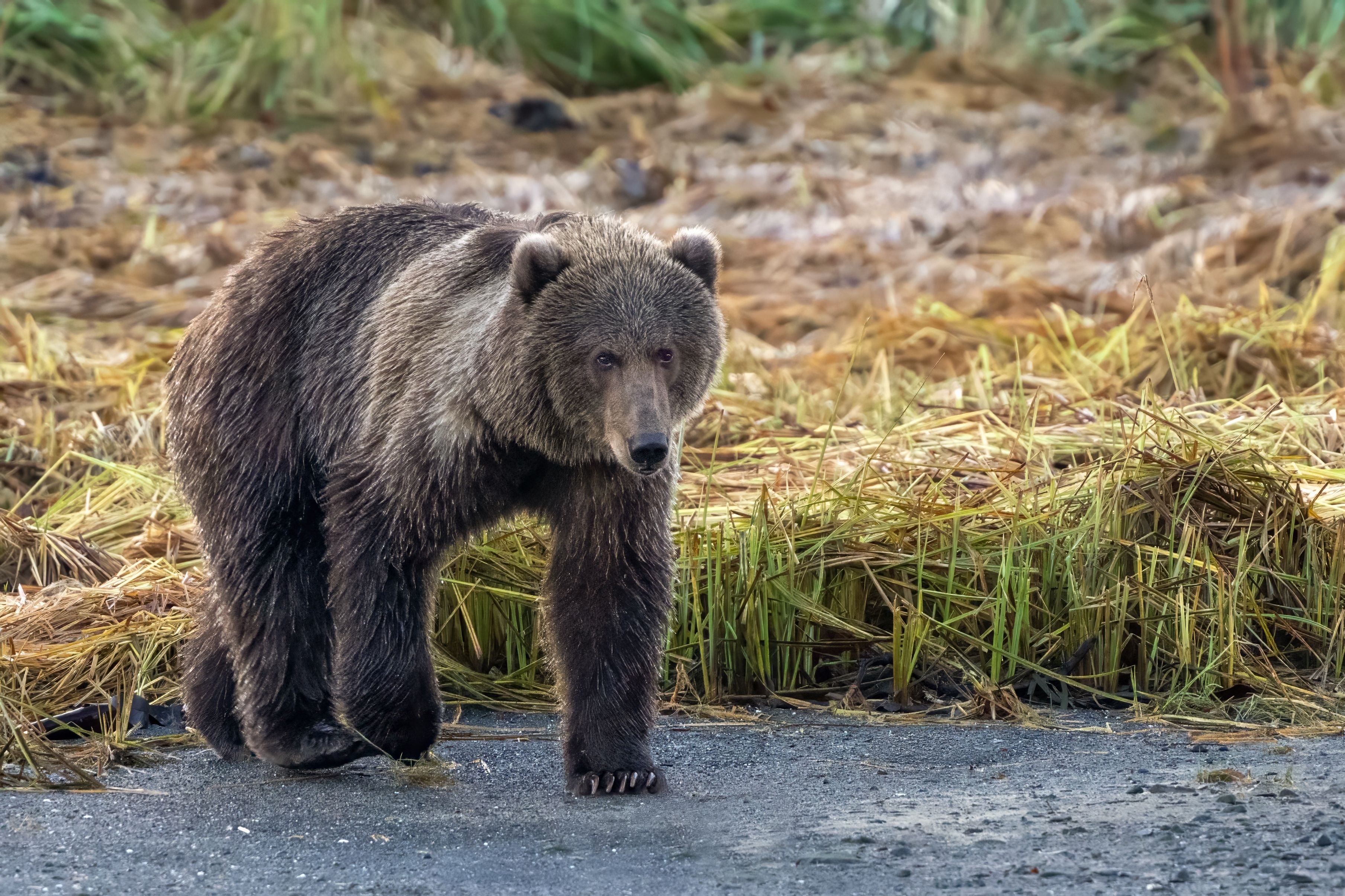 Blog bear 