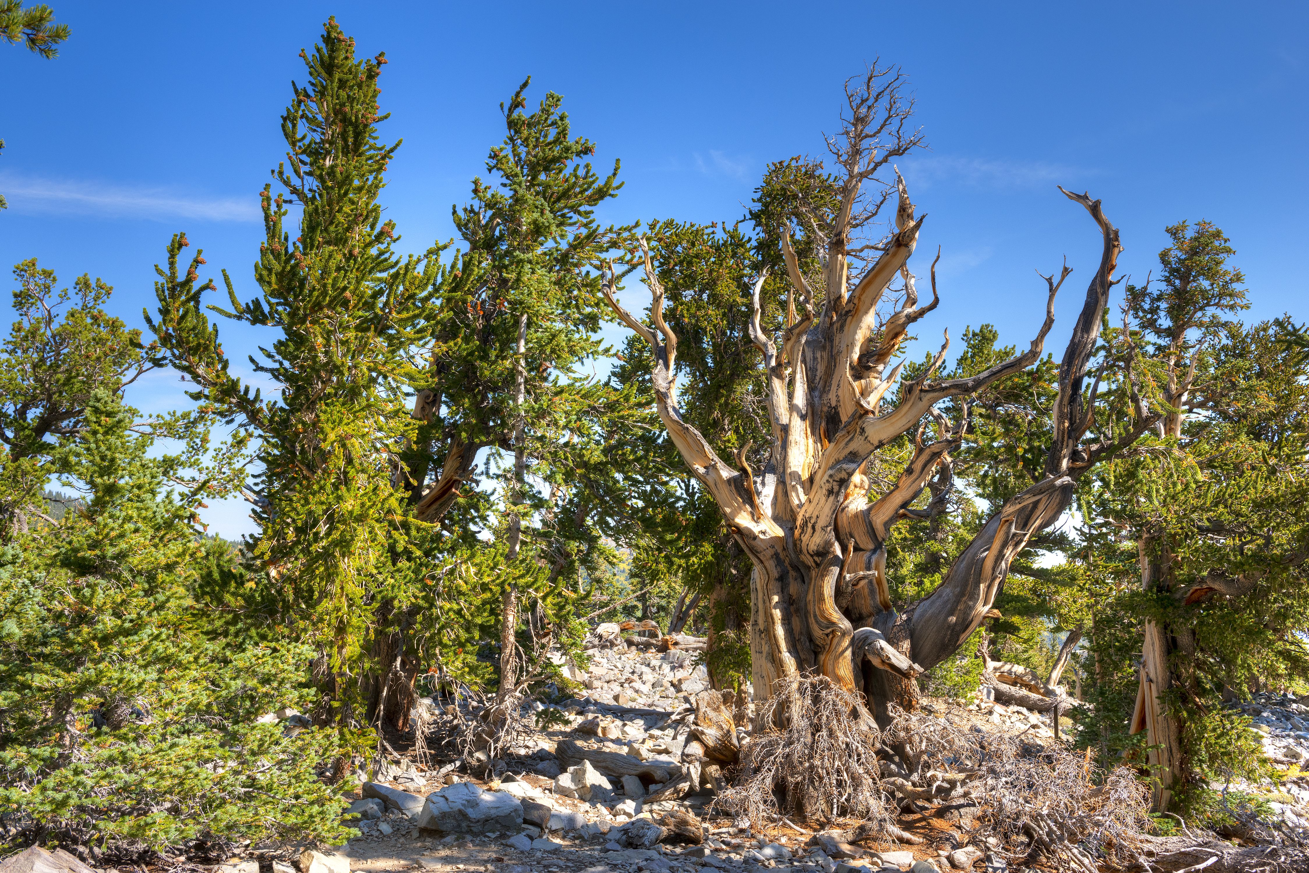 The Bristlecone Pines in Basin Great National Park, Nevada