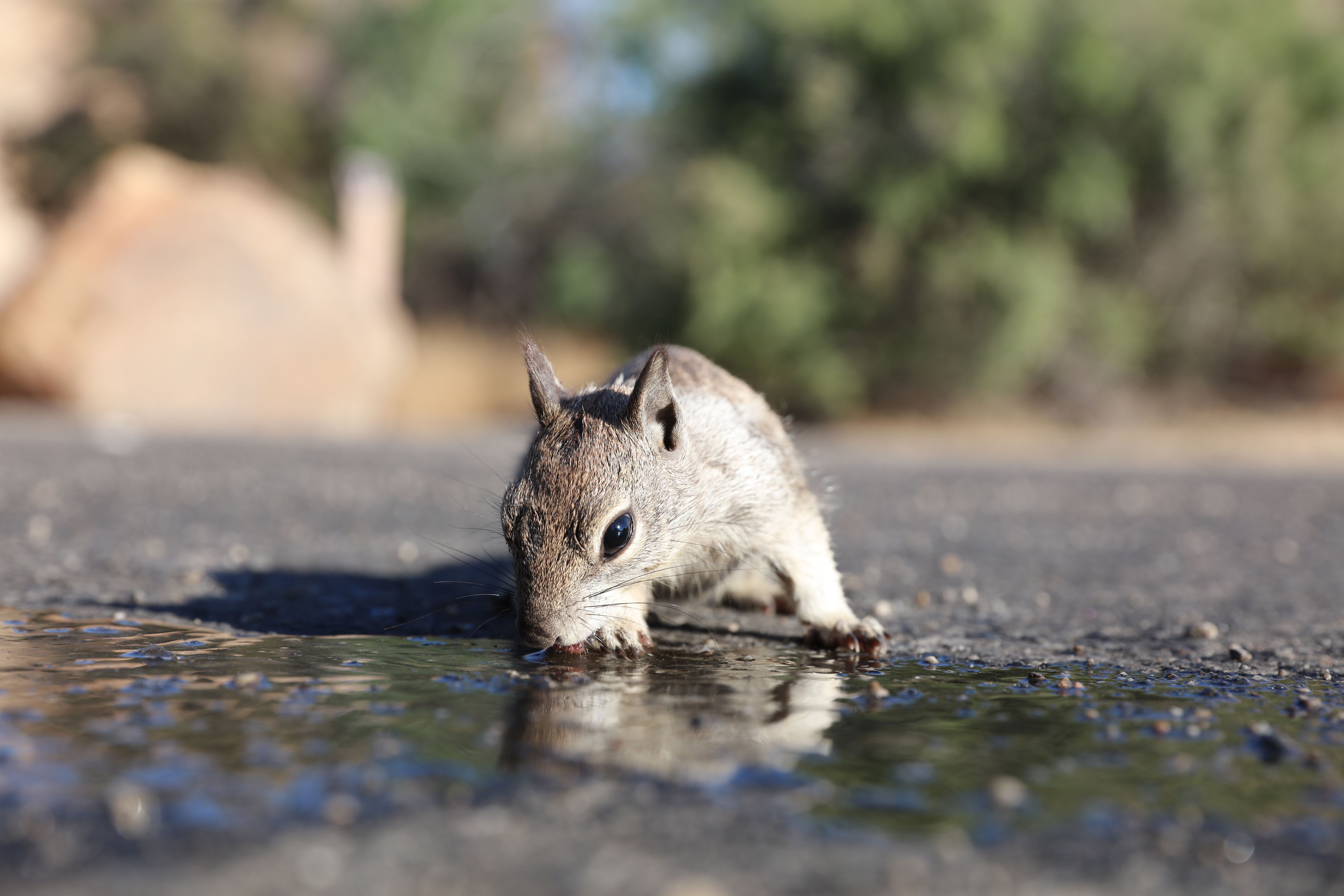Al -Dabba Senior in Joshua Tree National Park, California, USA