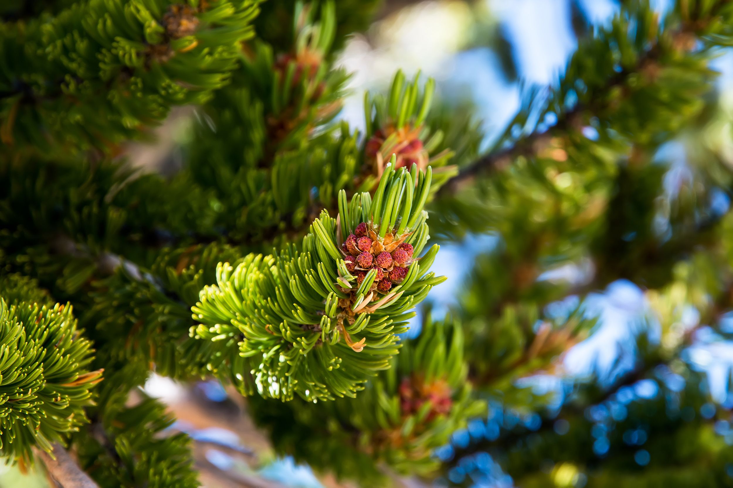 The Bristlecone Pines in Basin Great National Park, Nevada