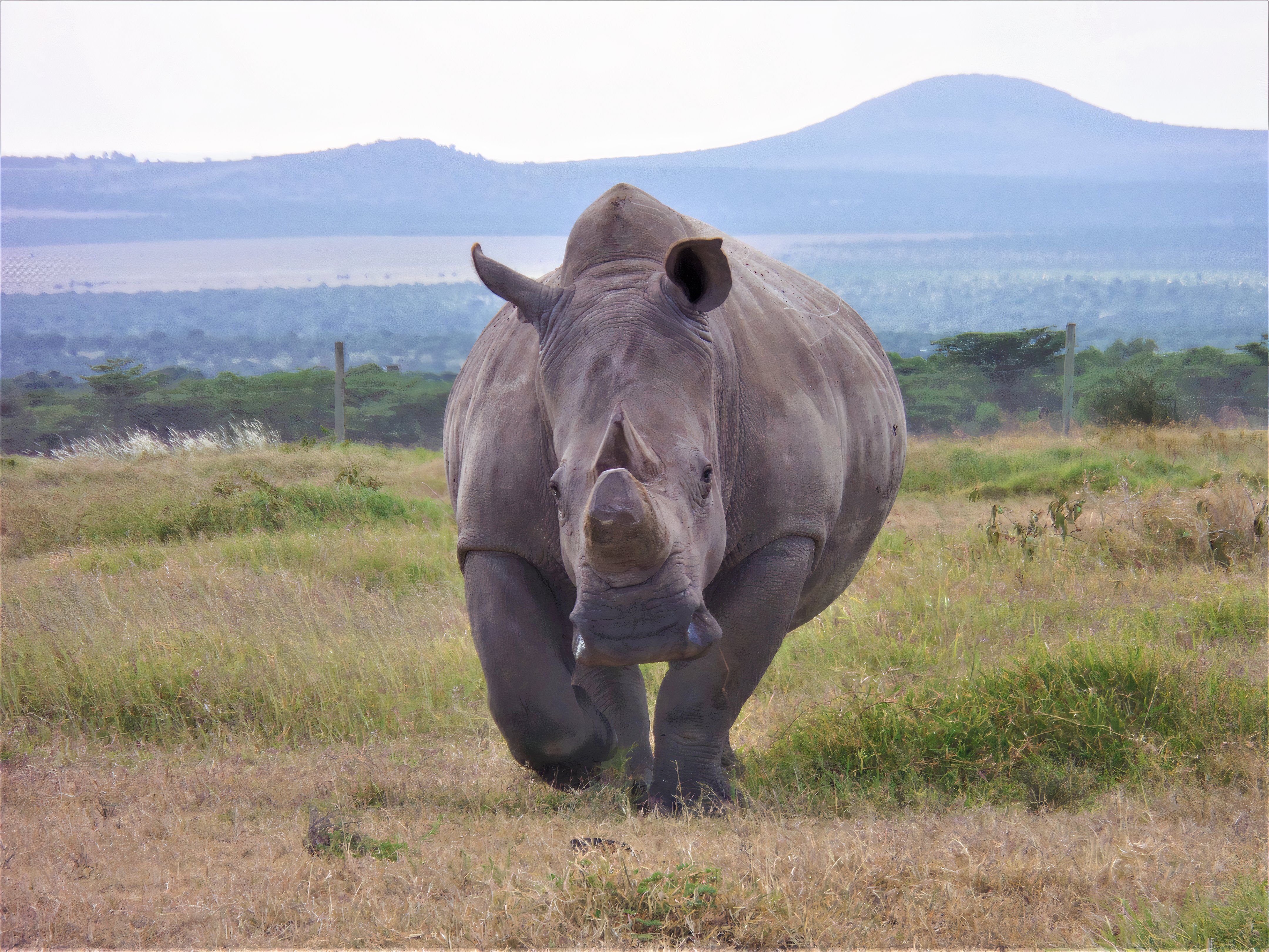 One of the last two northern white rhinoceros of life