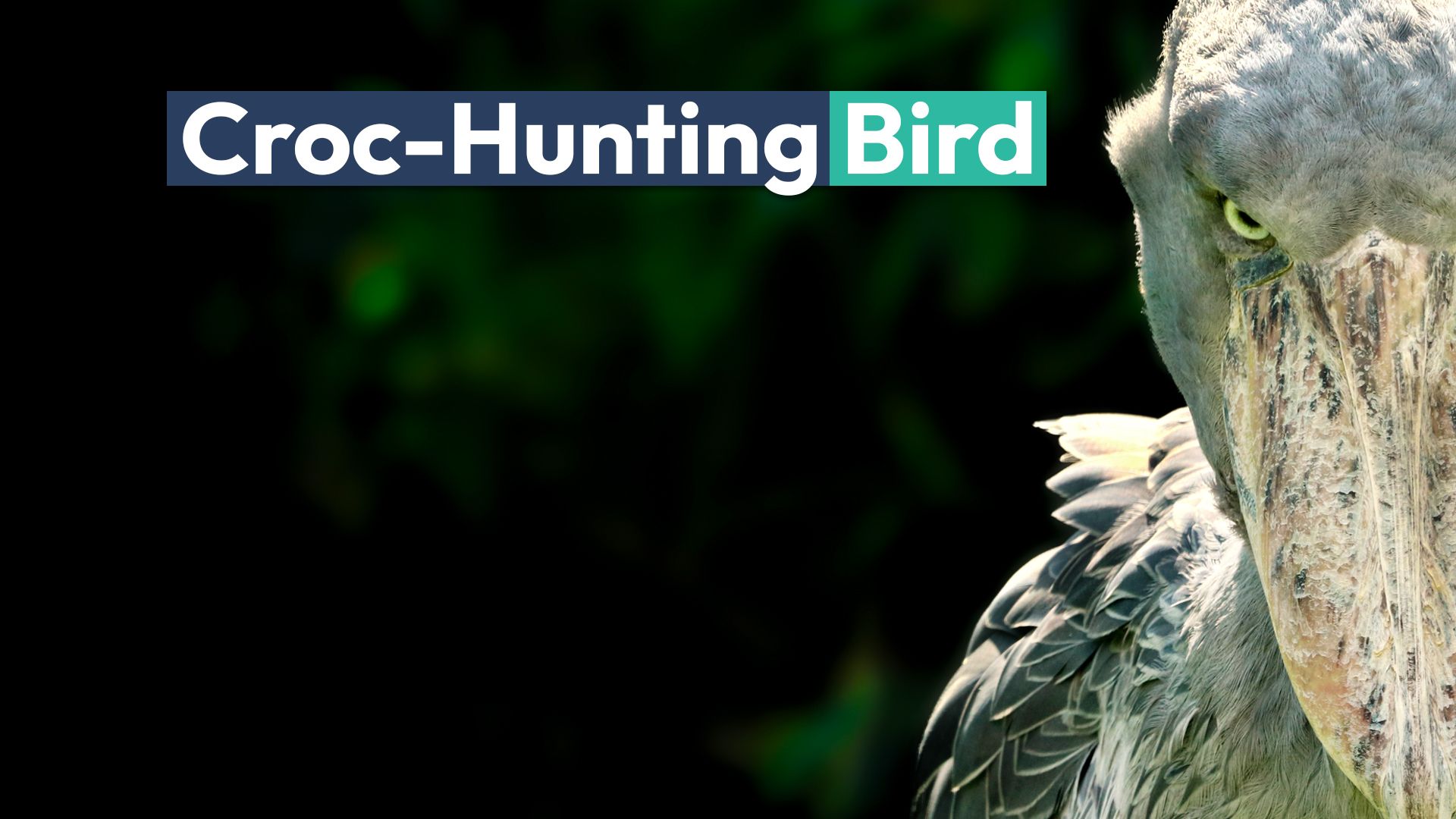 This Terrifying Human-Sized Bird Hunts Crocodiles