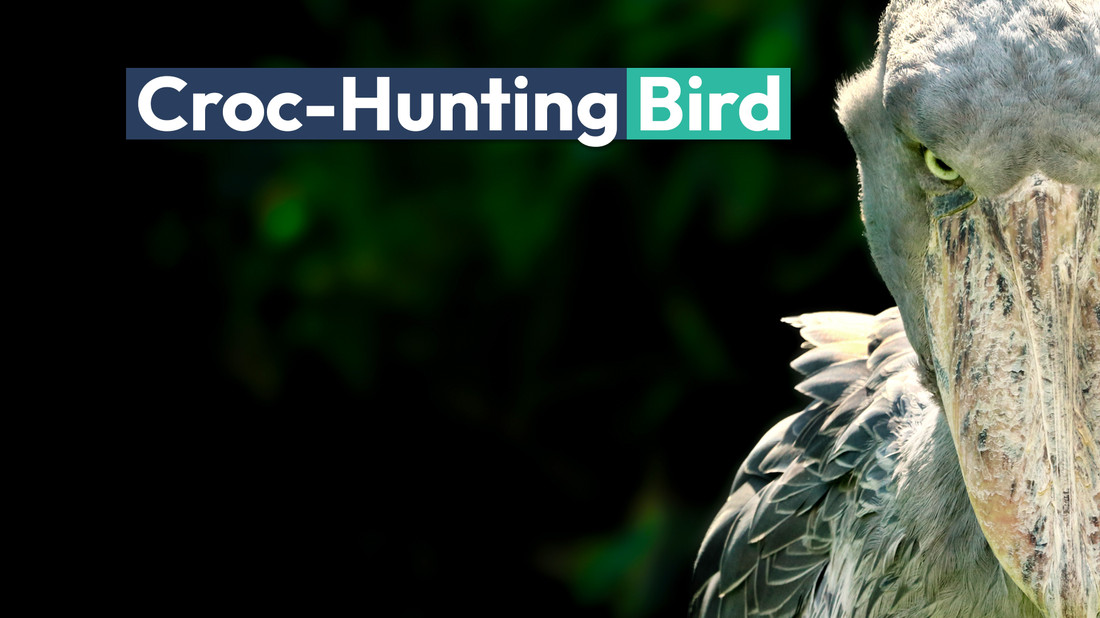 A Bird With a Big Strong Beak That Eats Nuts: Nature’s Nutcracker Expert