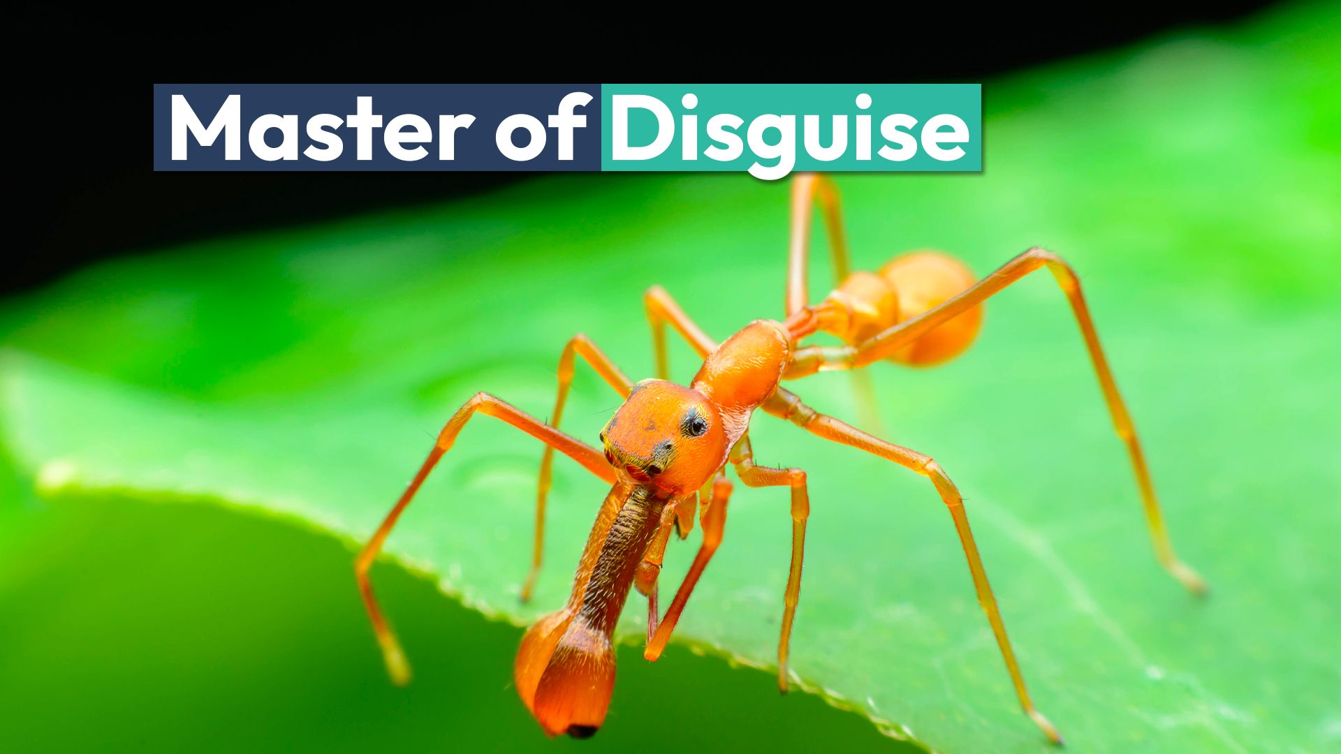 Why Some Spiders Pretend To Be Another Creature Entirely