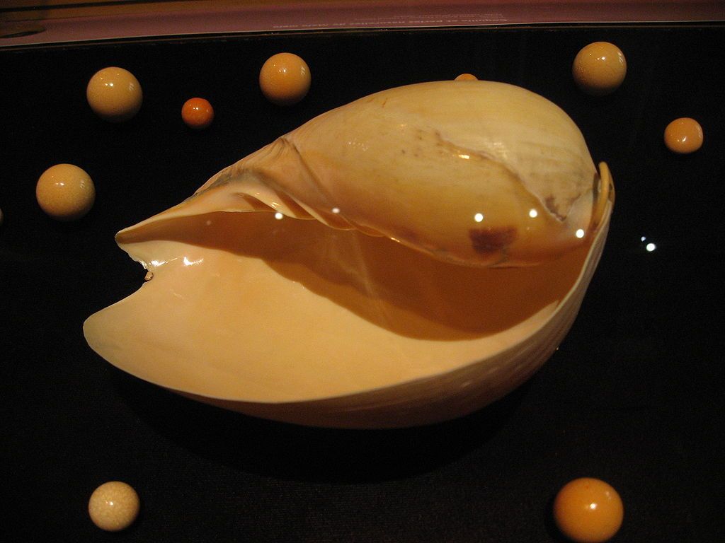 A Melo Melo sea snail shell, surrounded by a number of pearls from this species.