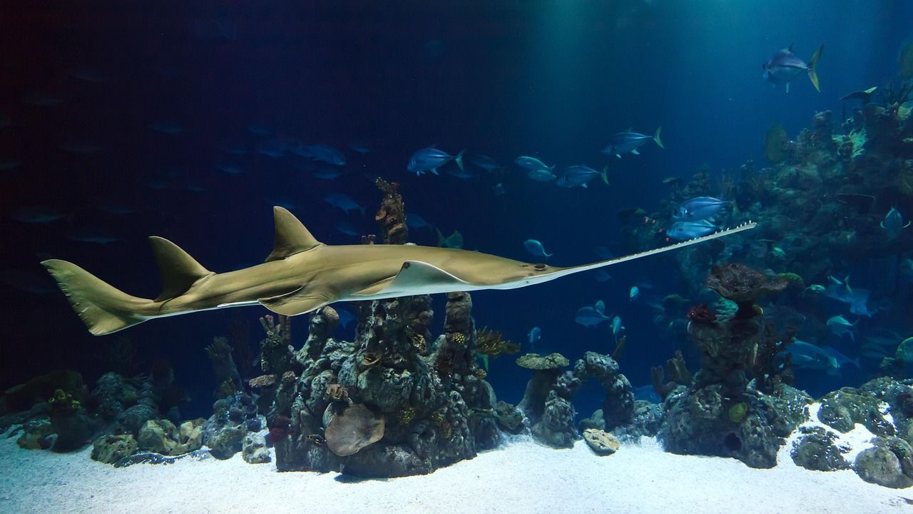 smalltooth sawfish