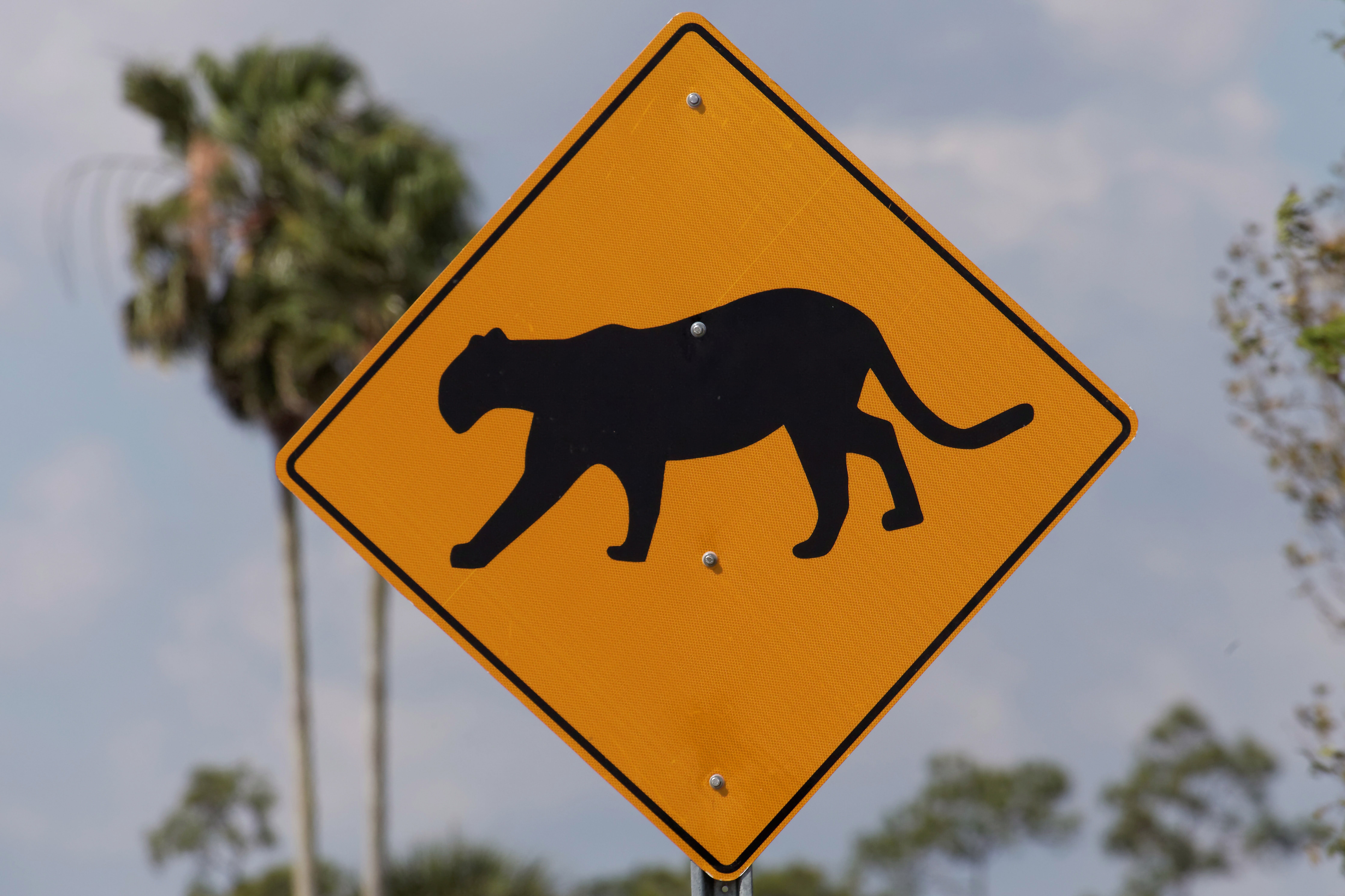 Tiger crossing mark
