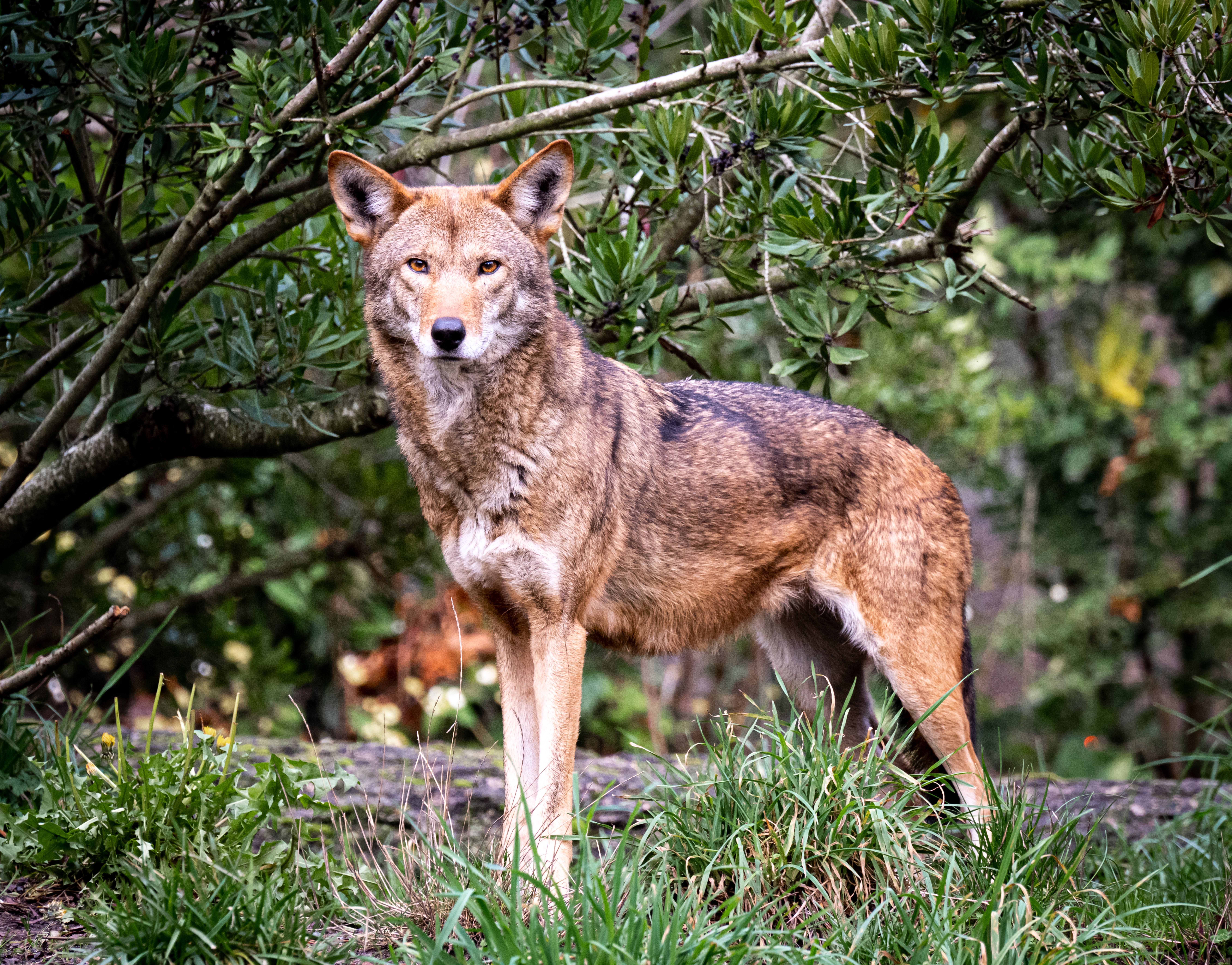 A beautiful red wolf (Canis rufus)