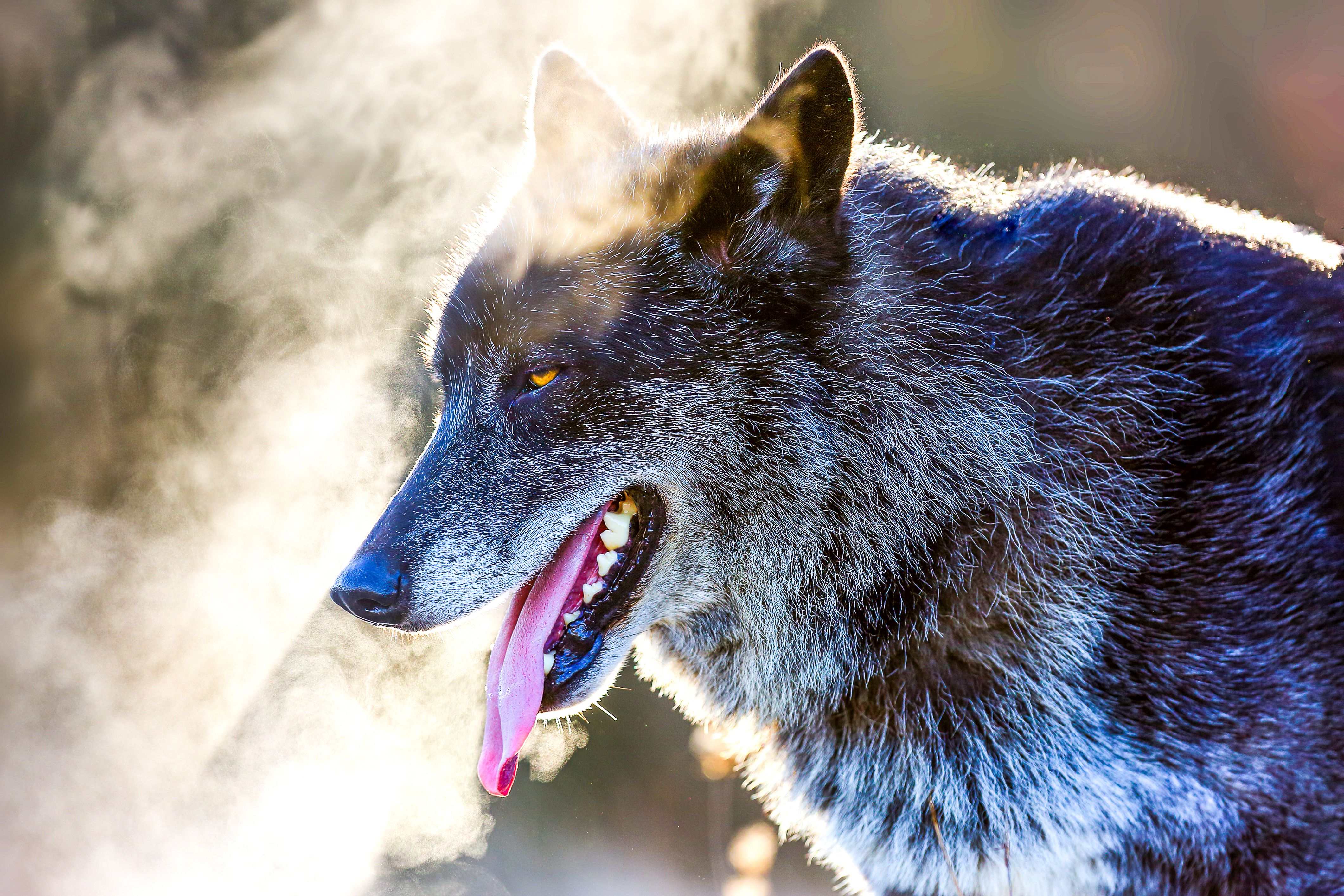 Northwestern wolf of the gray wolf family