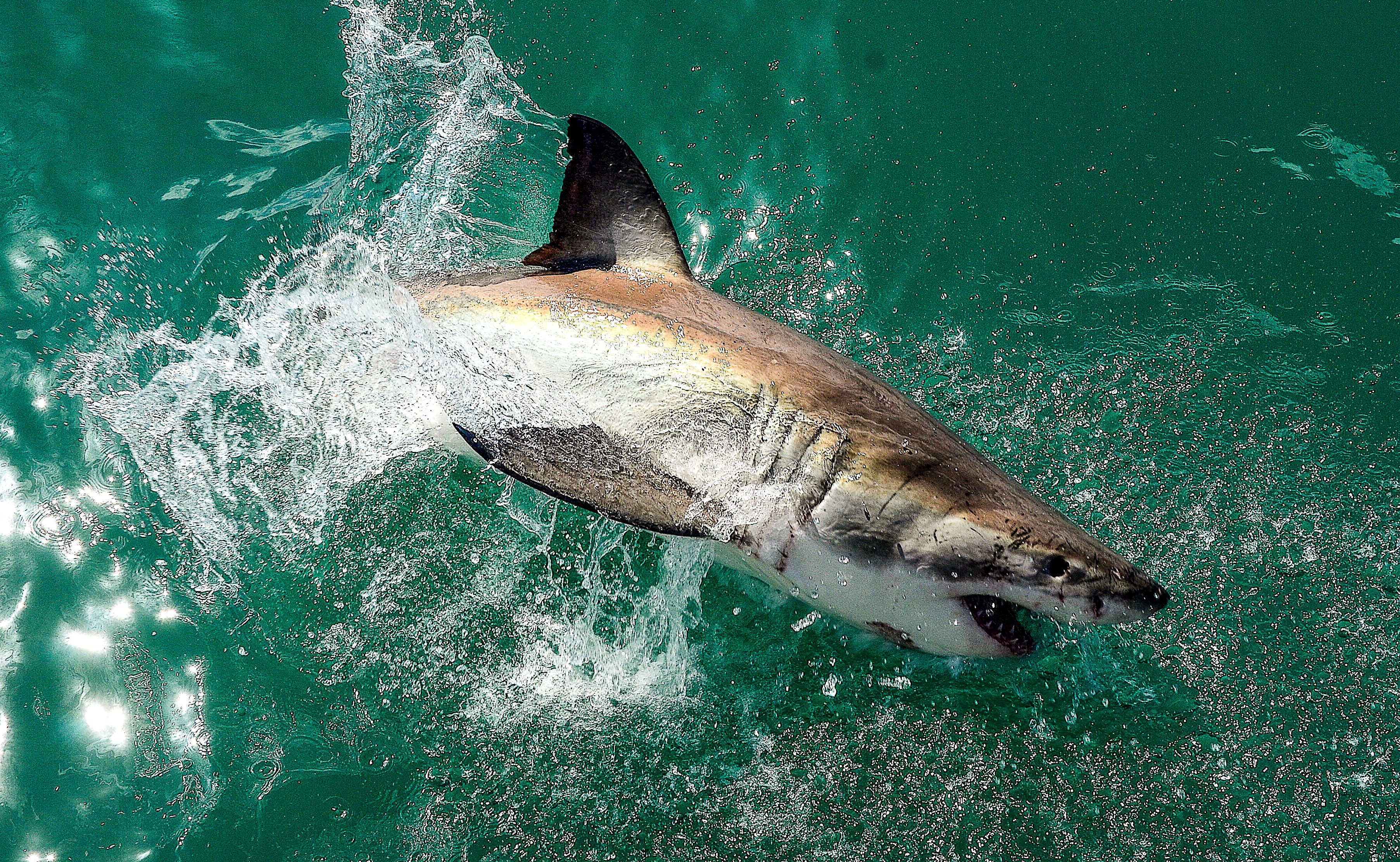 Great white shark near Gansbaai, South Africa