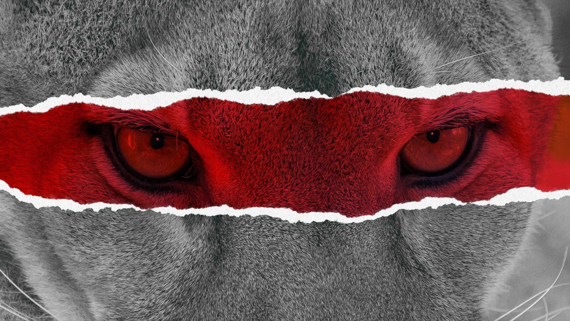 it-s-not-looking-good-for-florida-s-rarest-animal-in-the-wild.jpg