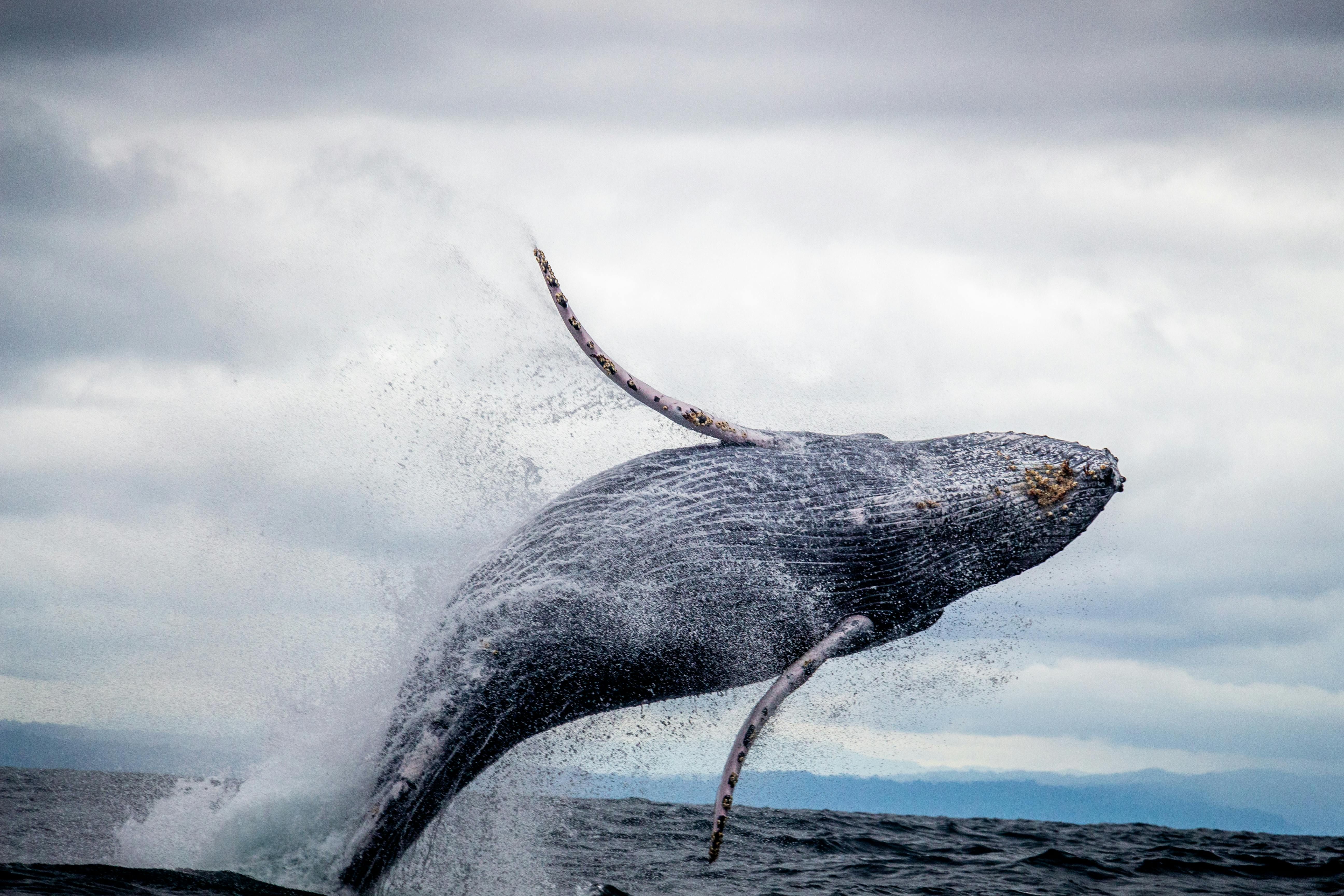 Blue whale, in air, descendent of Pakicetus, land animal