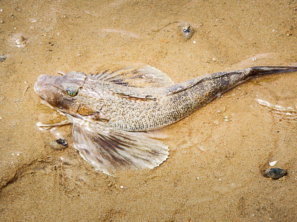 One Of America's Strangest Fish 