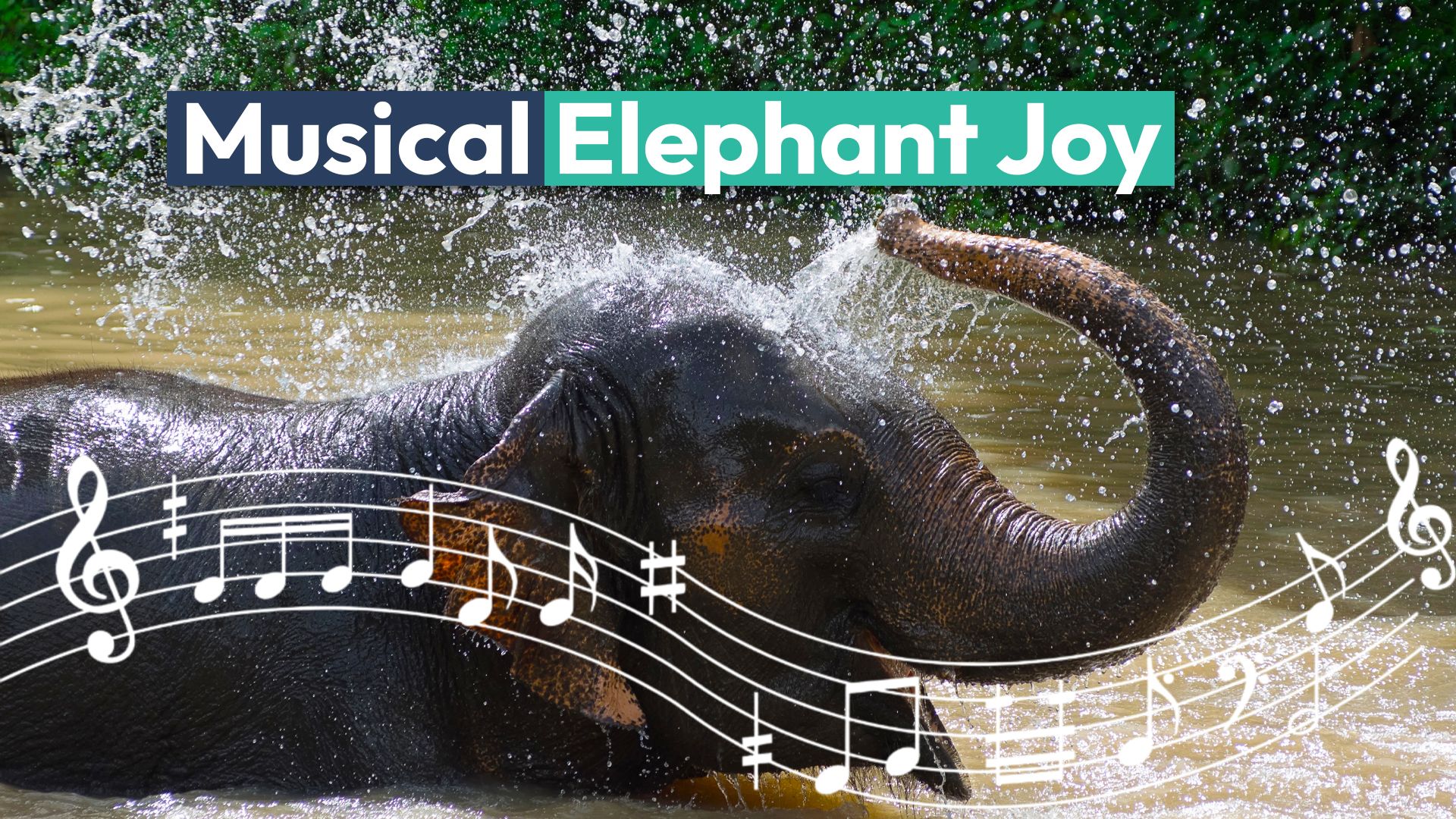 The rescued elephant responds to music winning the internet heart