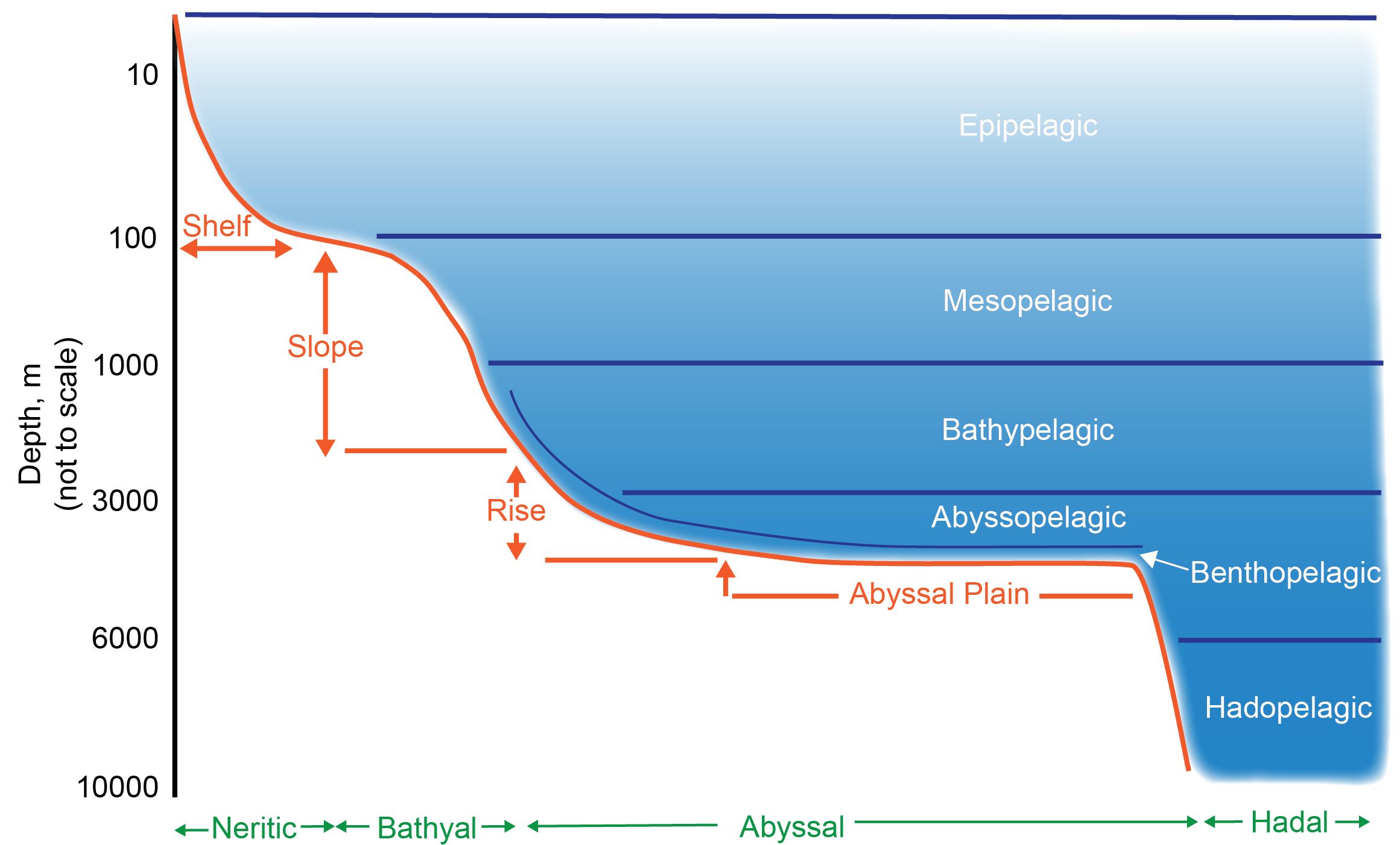 Schematic representation of the pelagist and benthic zone
