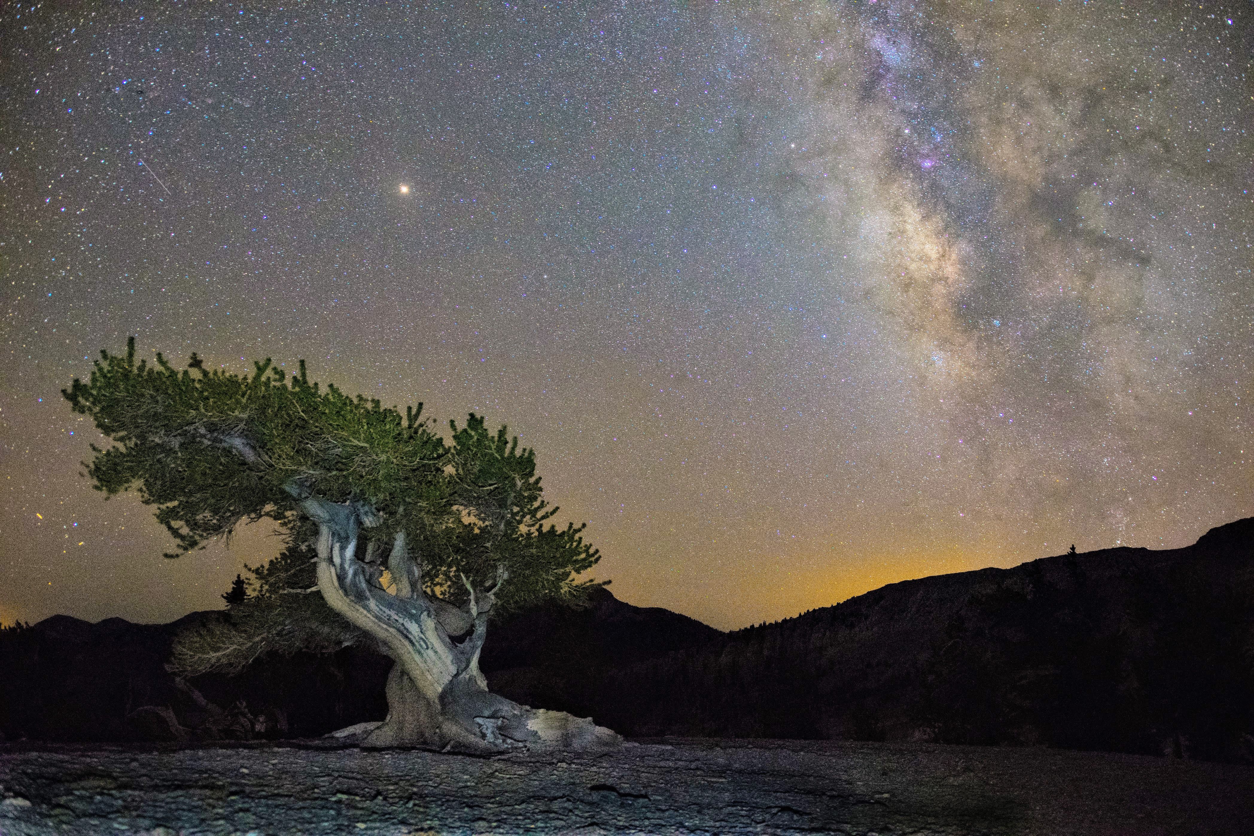 Bristlecone Pine in Great Basin National Park, Nevada, USA