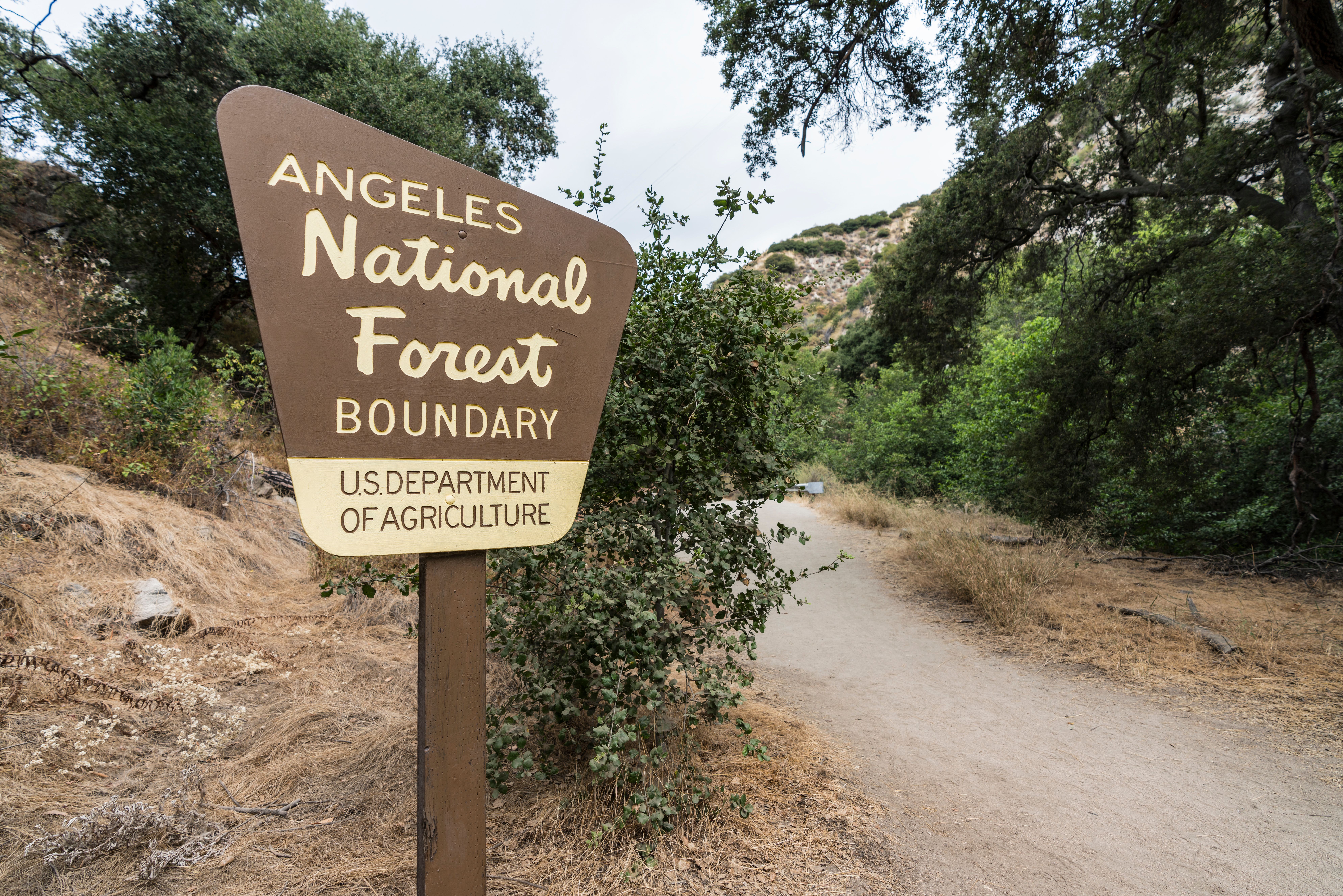 National Forest Angeles