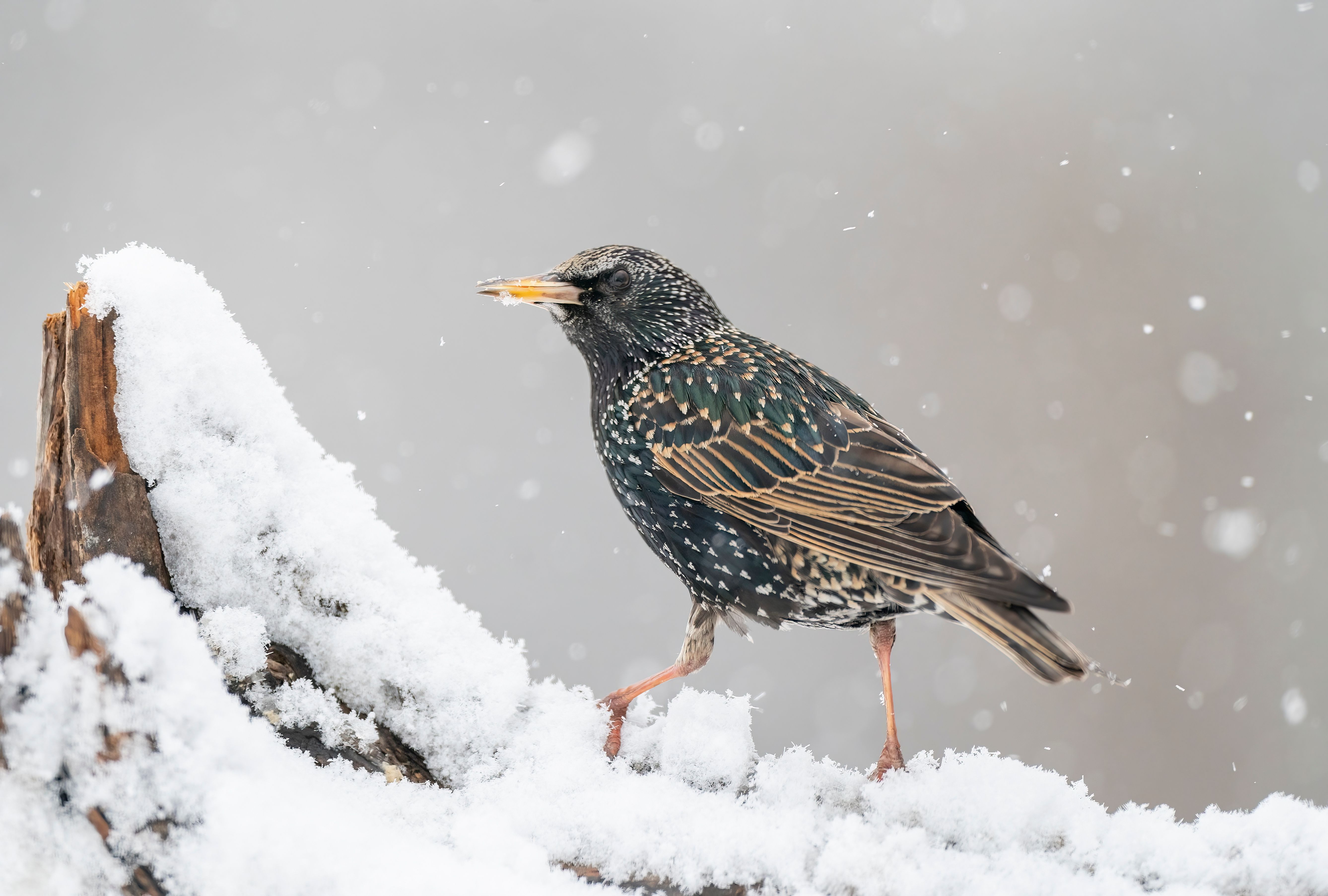 European Starling perched on snowy wood