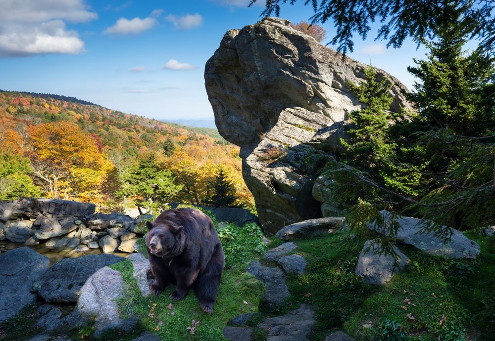 American black bears in wildlife habitats in Mountain State Park, North Carolina, United States, USA