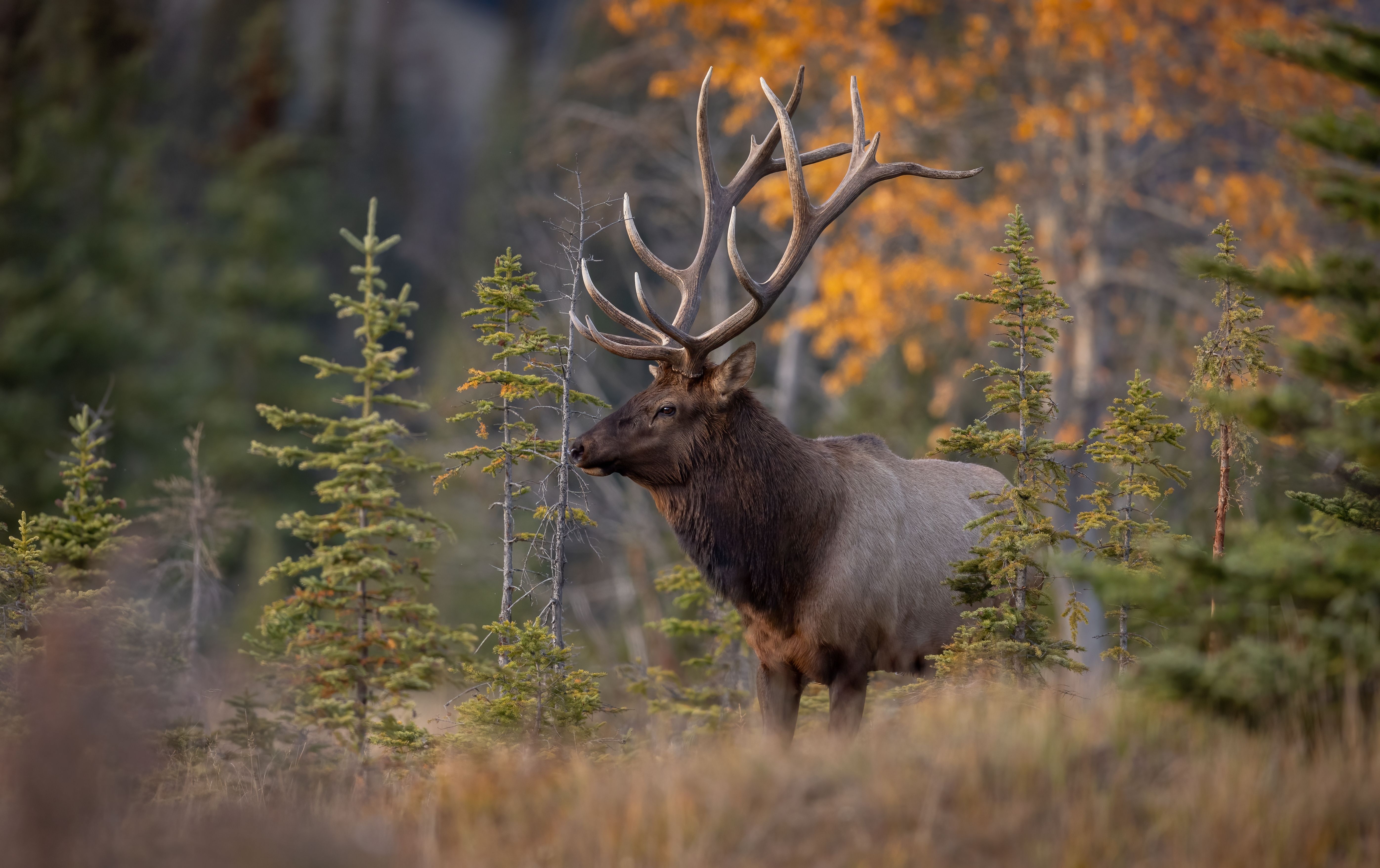 Bull Elk in the autumn in Jasper National Park, Canada 