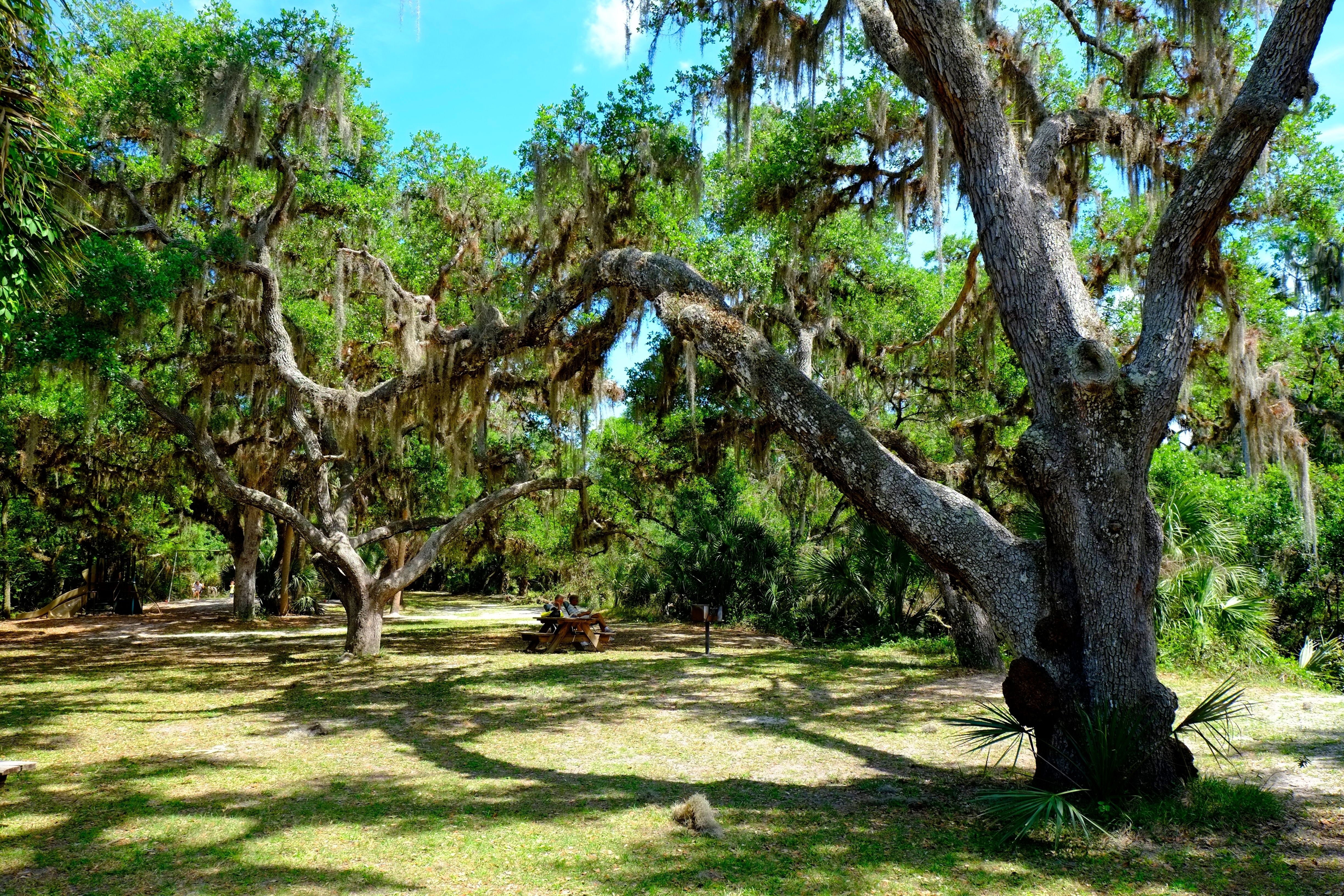 Myakka River State Park Sarasota Florida