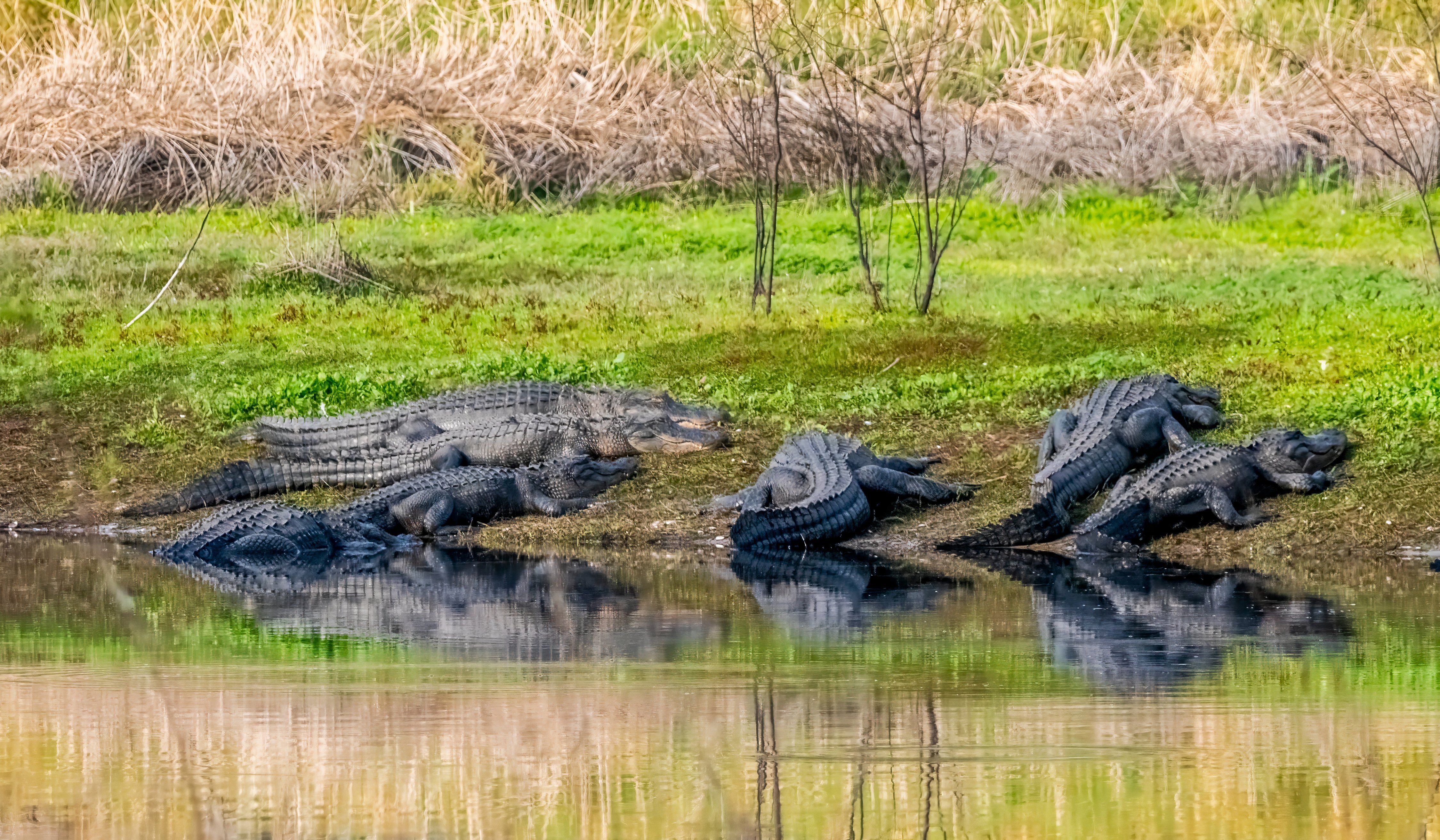 American Alligators, Myakka River State Park