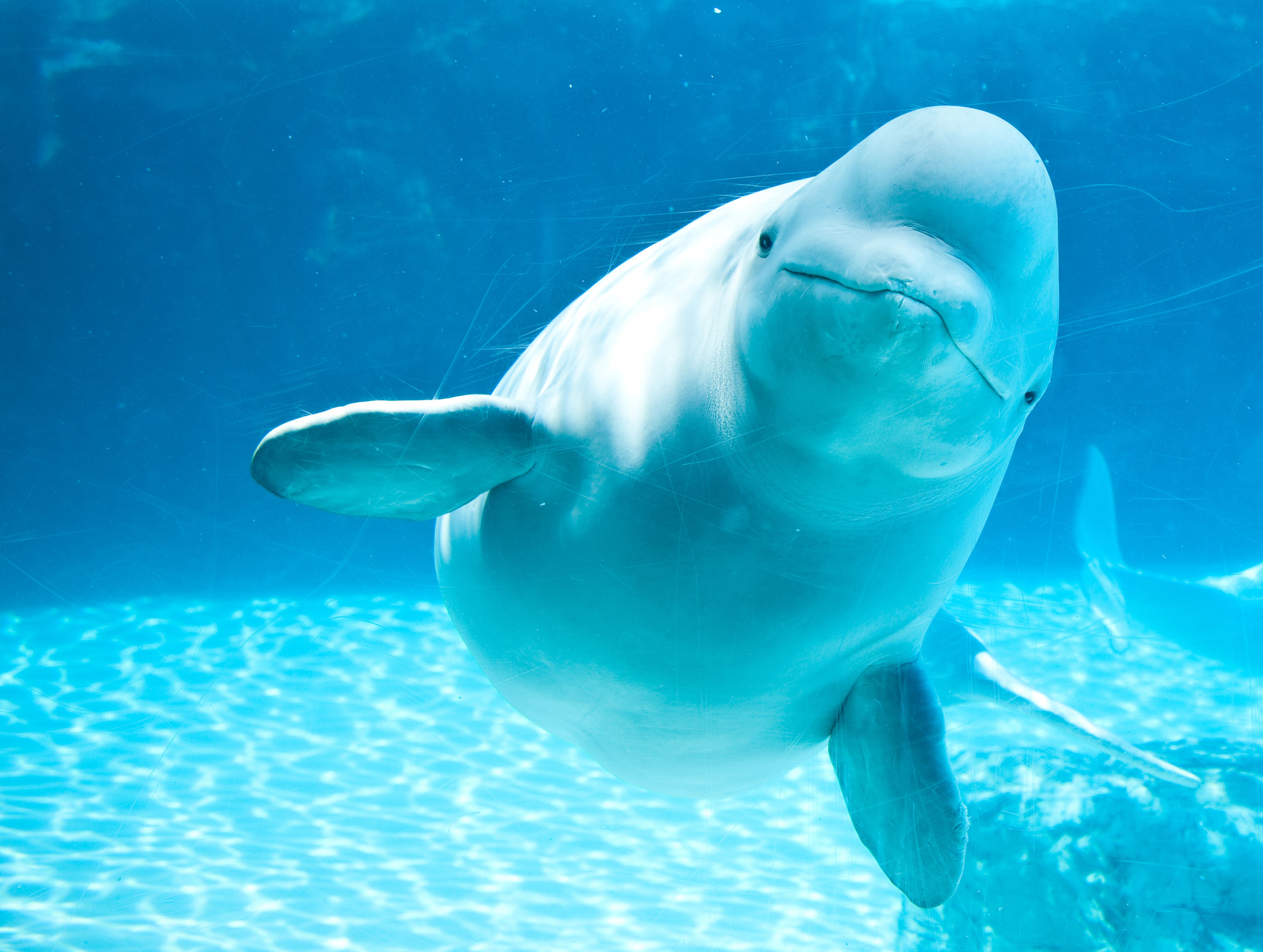 This View Of A Beluga Whale Explains Why Sailors Believed Mermaids Were Real