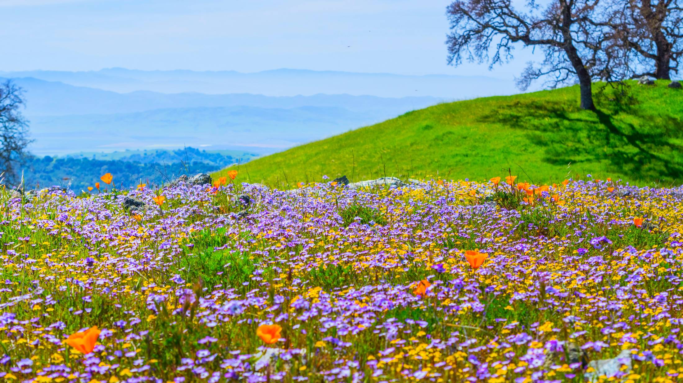 Spring California Northern California's Largest State Park Is At Its Best In Spring