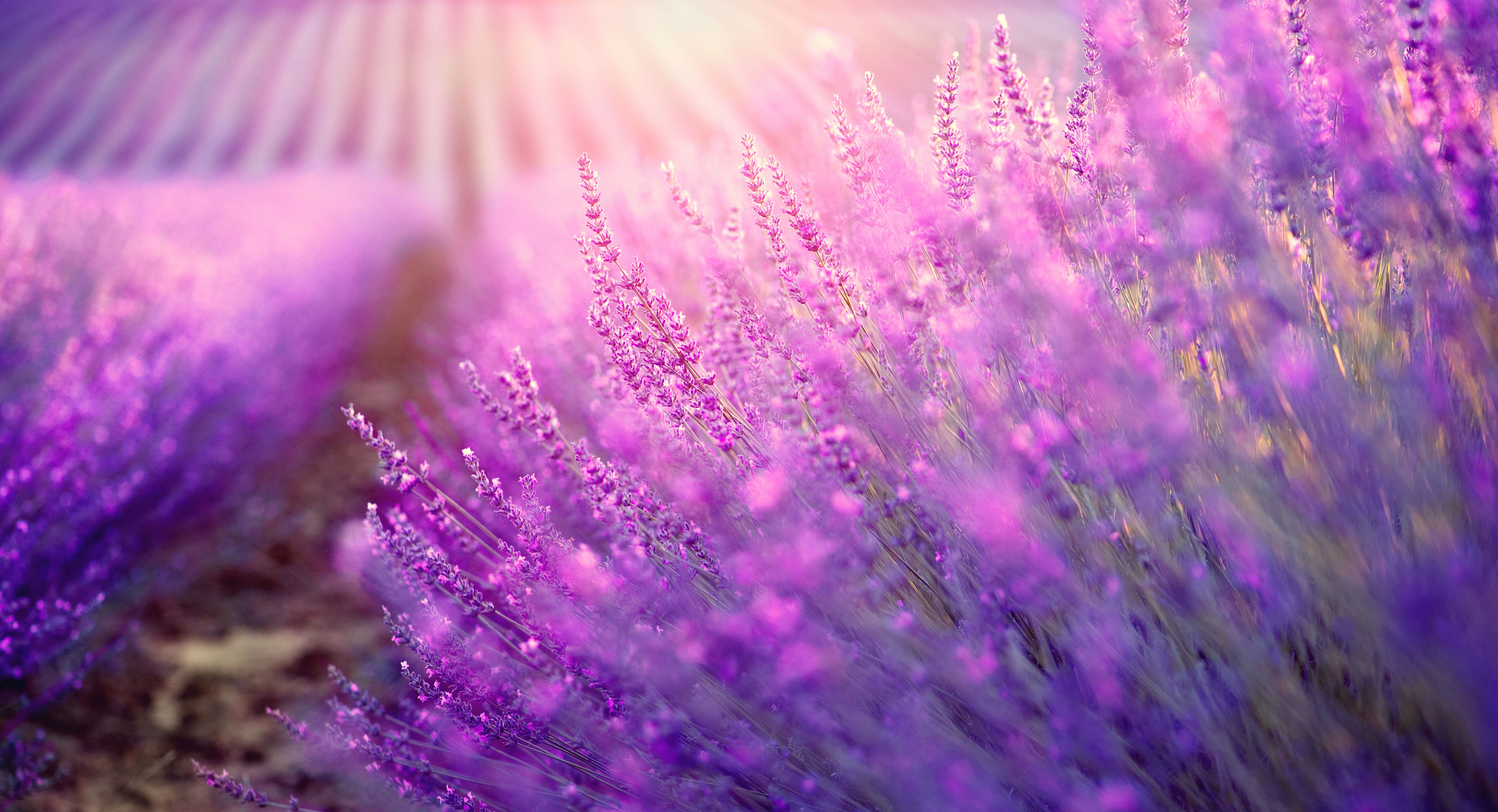 Close-up of a lavender bush in bloom with rows of lavender in the background