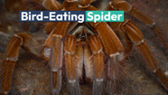 Goliath Bird Eating Spider Eating A Snake Goliath Bird Eating Spider Eating A Snake
