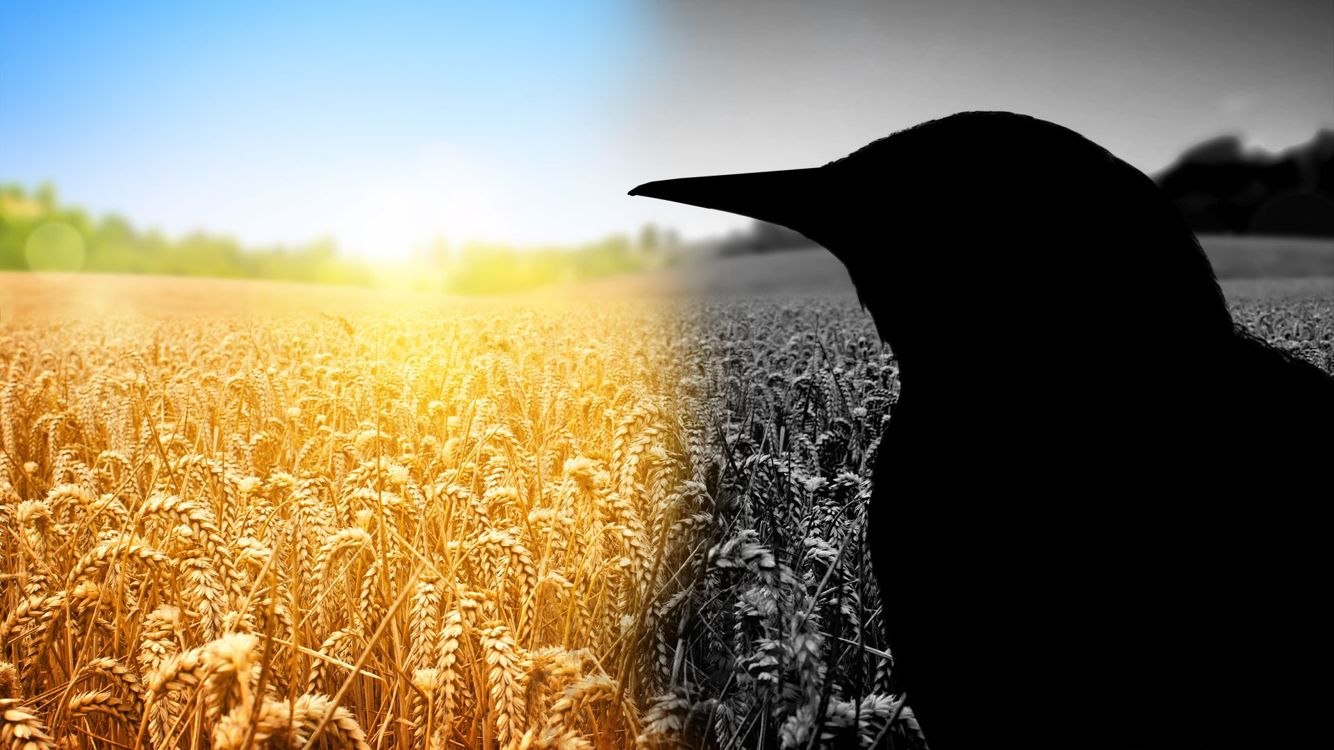 Silhouette of a European Starling bird looking over a cornfield