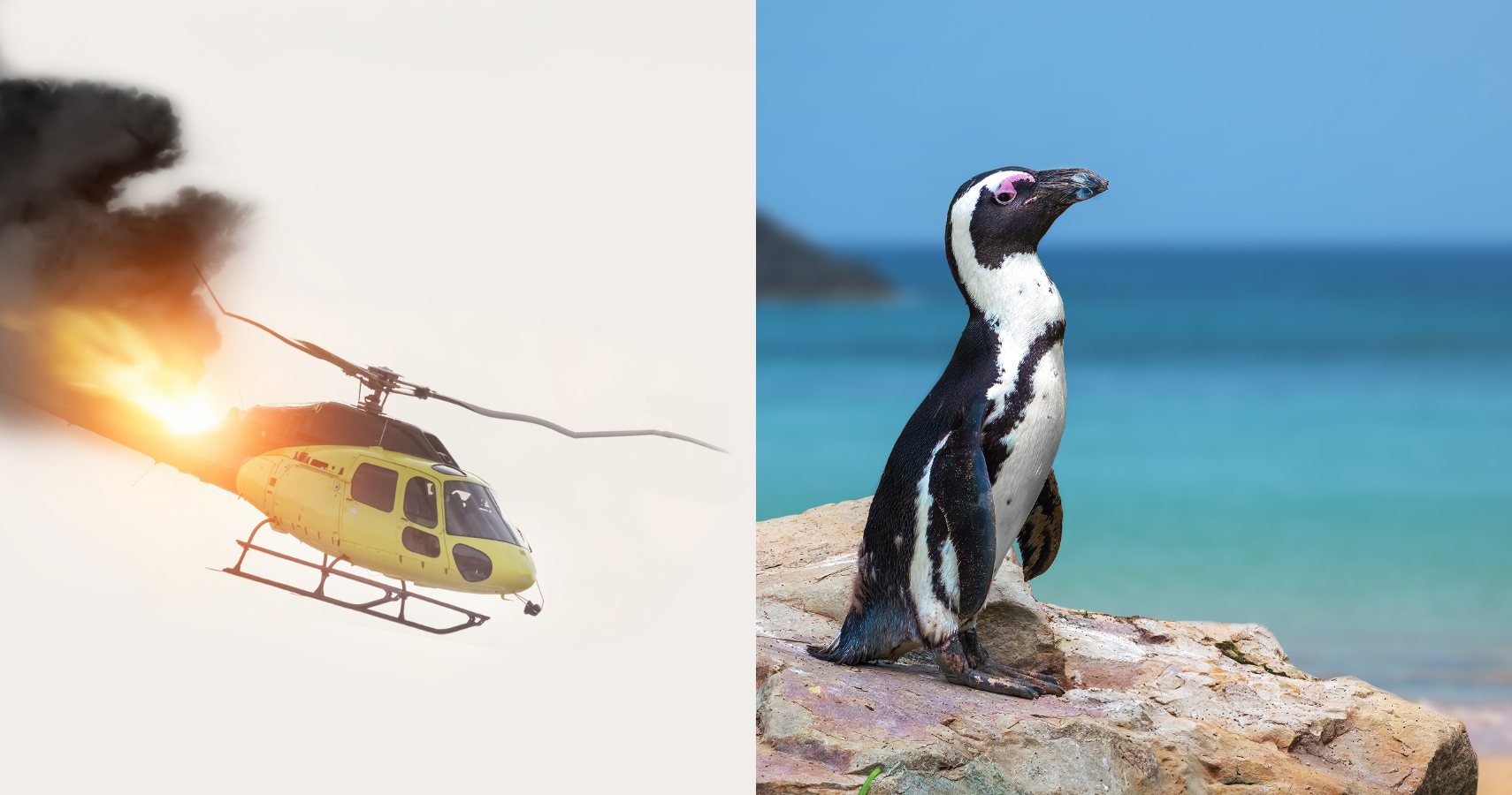 Helicopter crash and African penguin