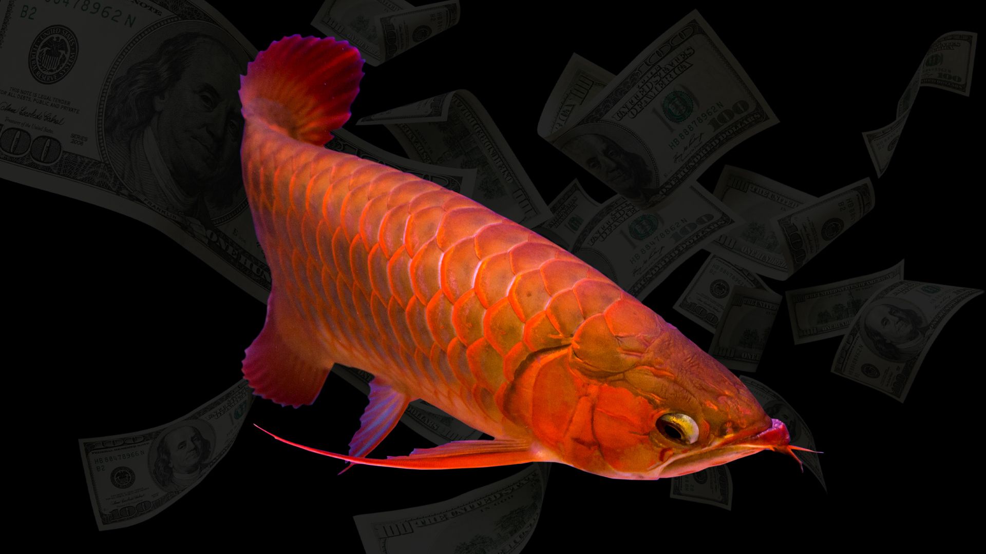 Why People Are Paying $300k For A Fish That Costs More Than A Supercar