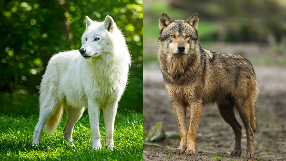 Dire Wolf Compared To Modern Wolf