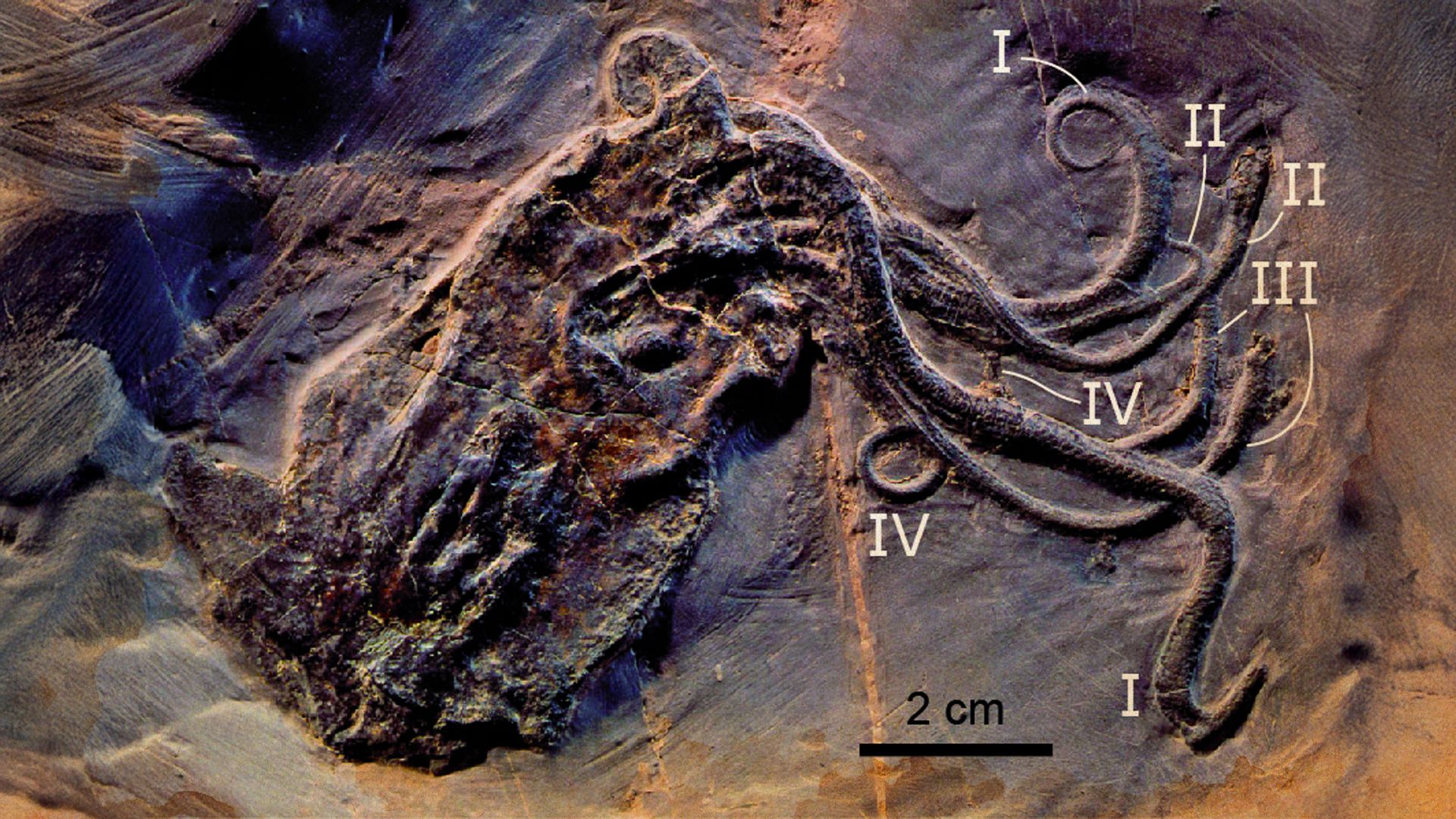 Scientists Scanned A 165-Million-Year-Old Octopus Fossil And Found Something "Inkcredible"