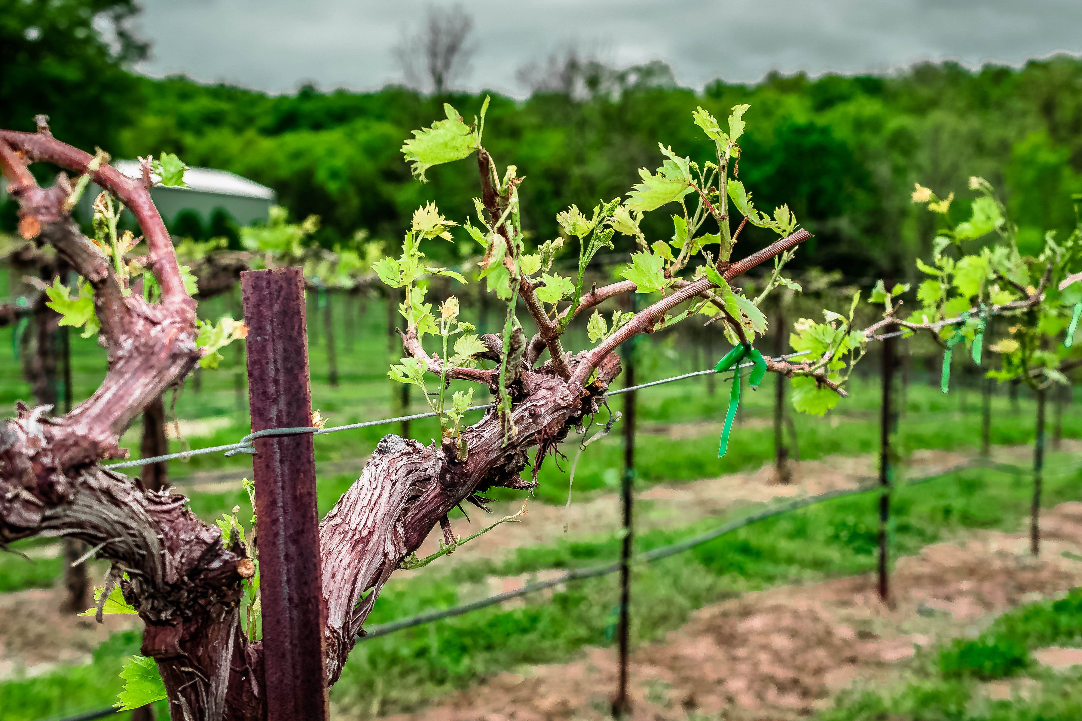 Augusta Wine Region, Missouri
