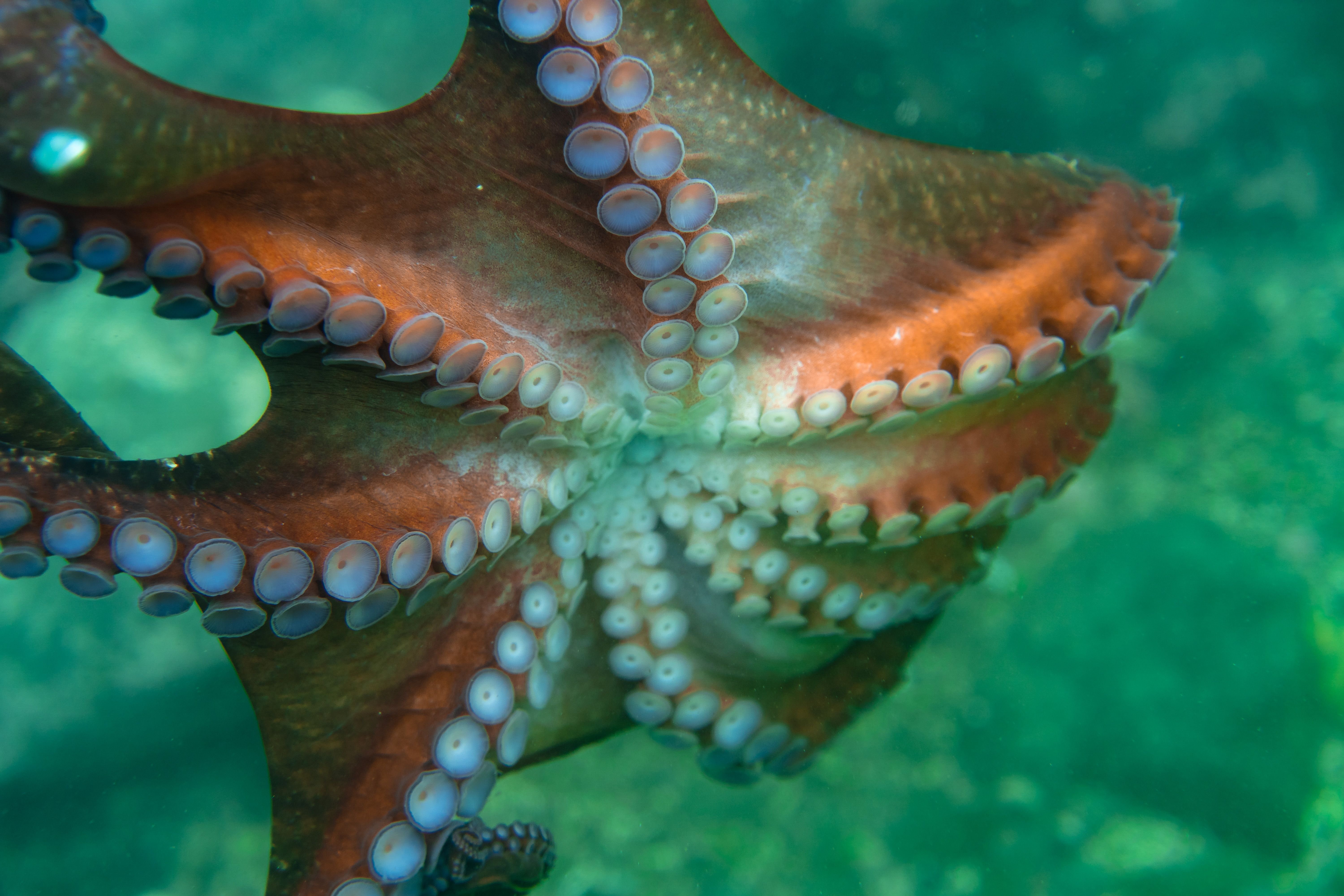 The scenery is close to the tentacles and the gurita inhaler.