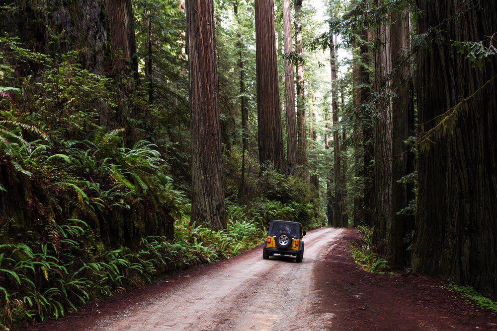 Driving through a giant redwood grove in a secluded forest just a few miles inland from the southern Oregon Coast