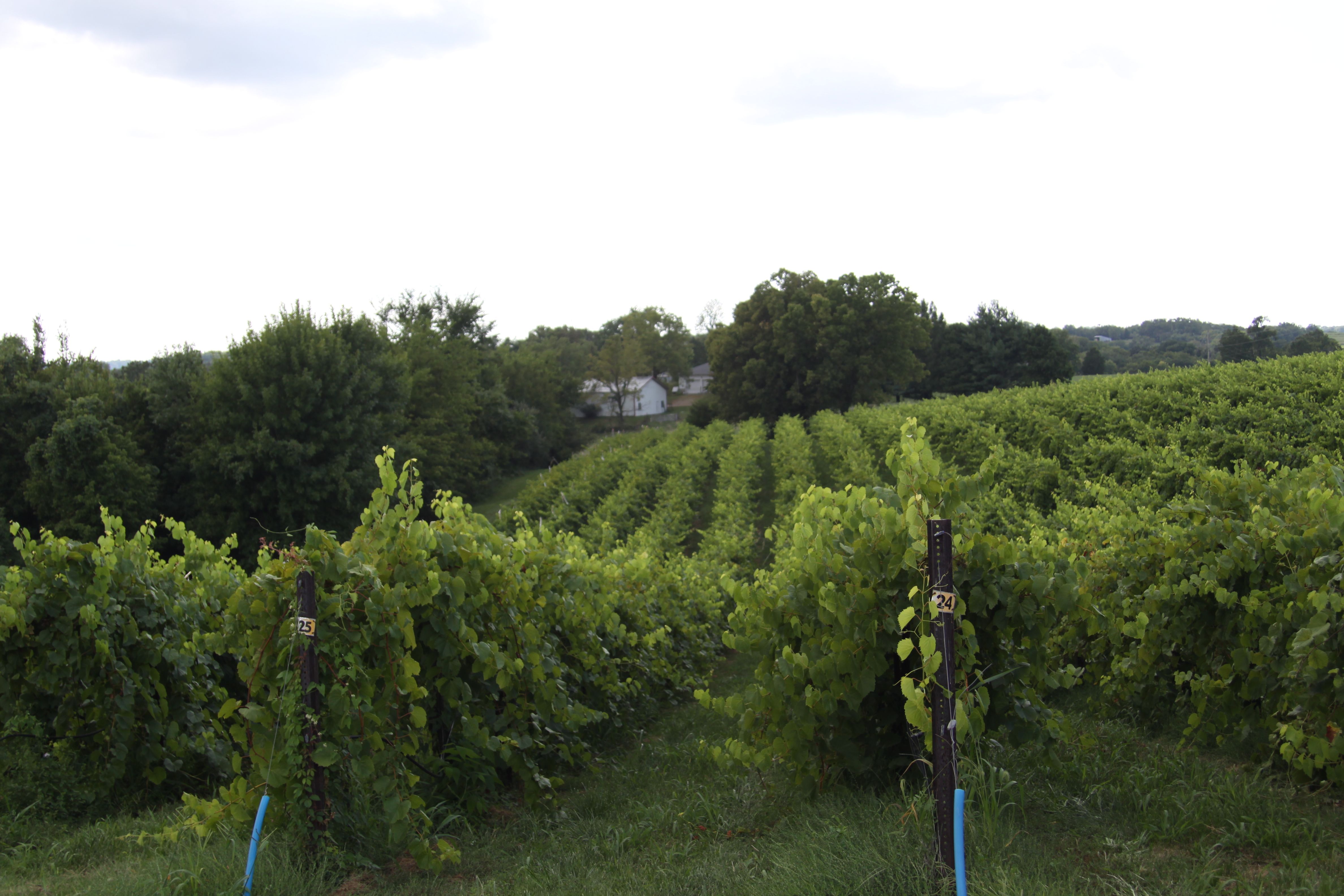 Augusta Wine Region, Missouri