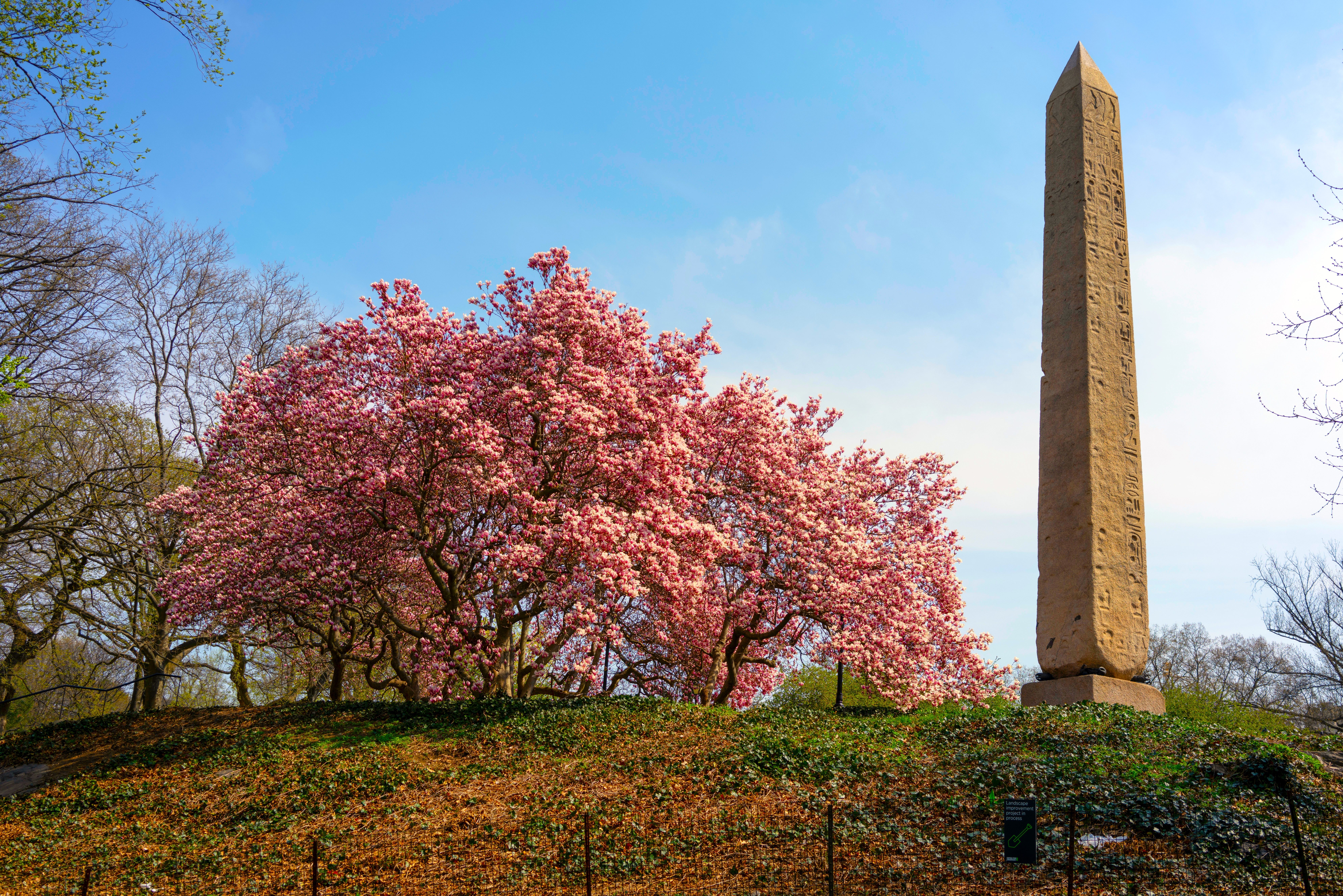 Cleopatra's Needle and Cherry Blossoms in Central Park, New York City, New York