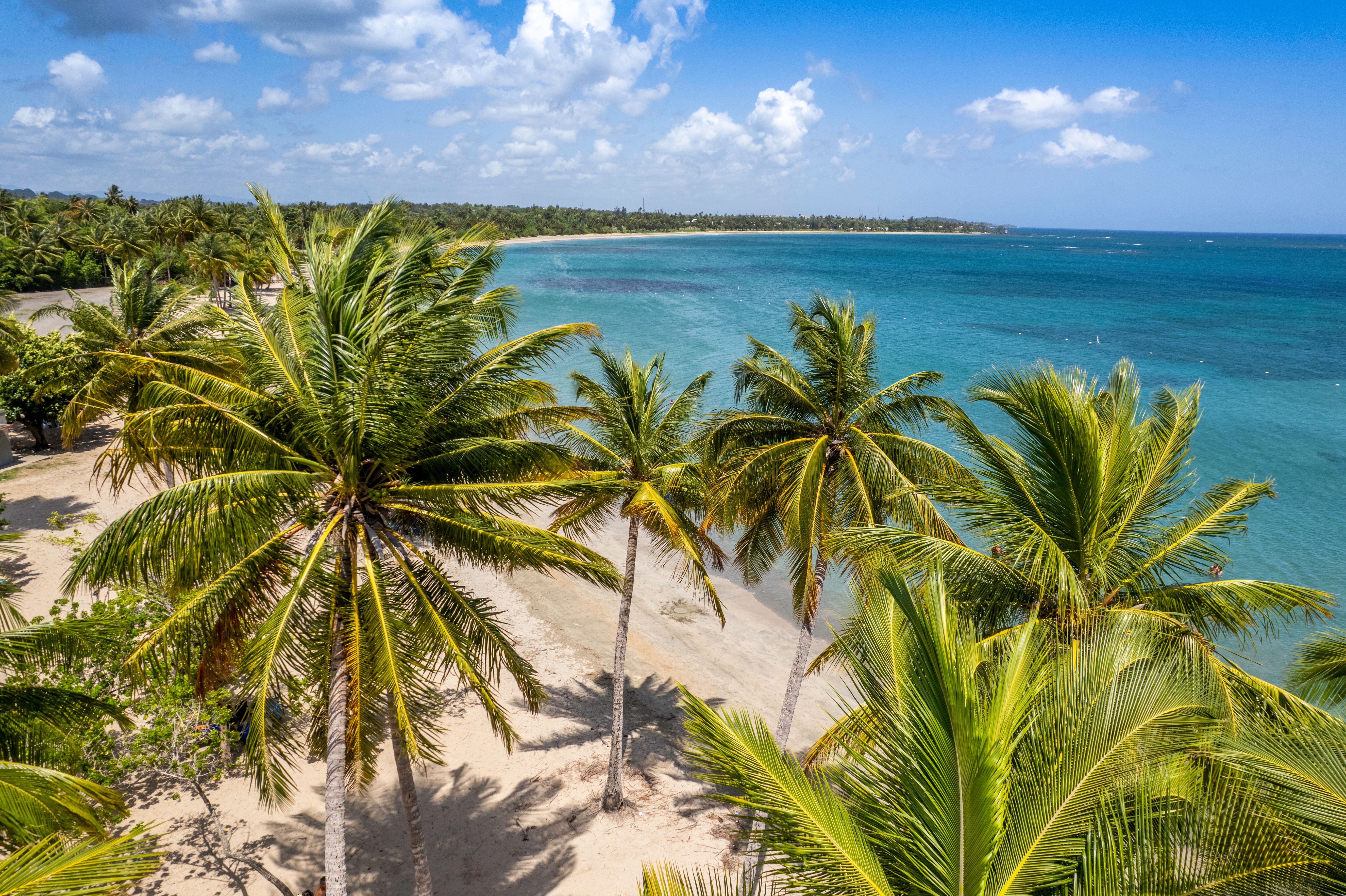 Palm trees in Dorado Beach Puerto Rico