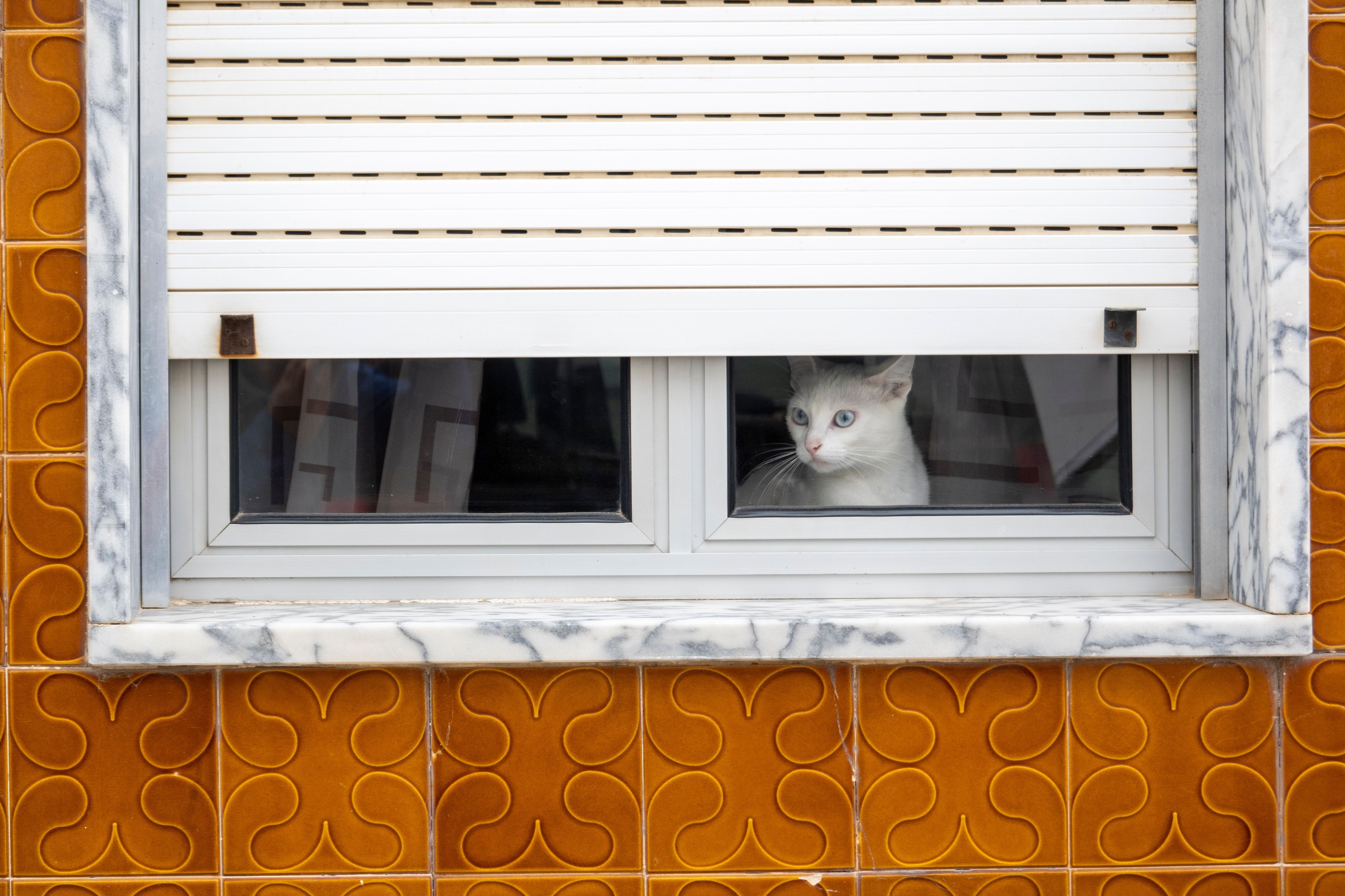 “Foul Stench” Leads To Horrifying Discovery Of Dozens Of Dead Cats In Long Island Home