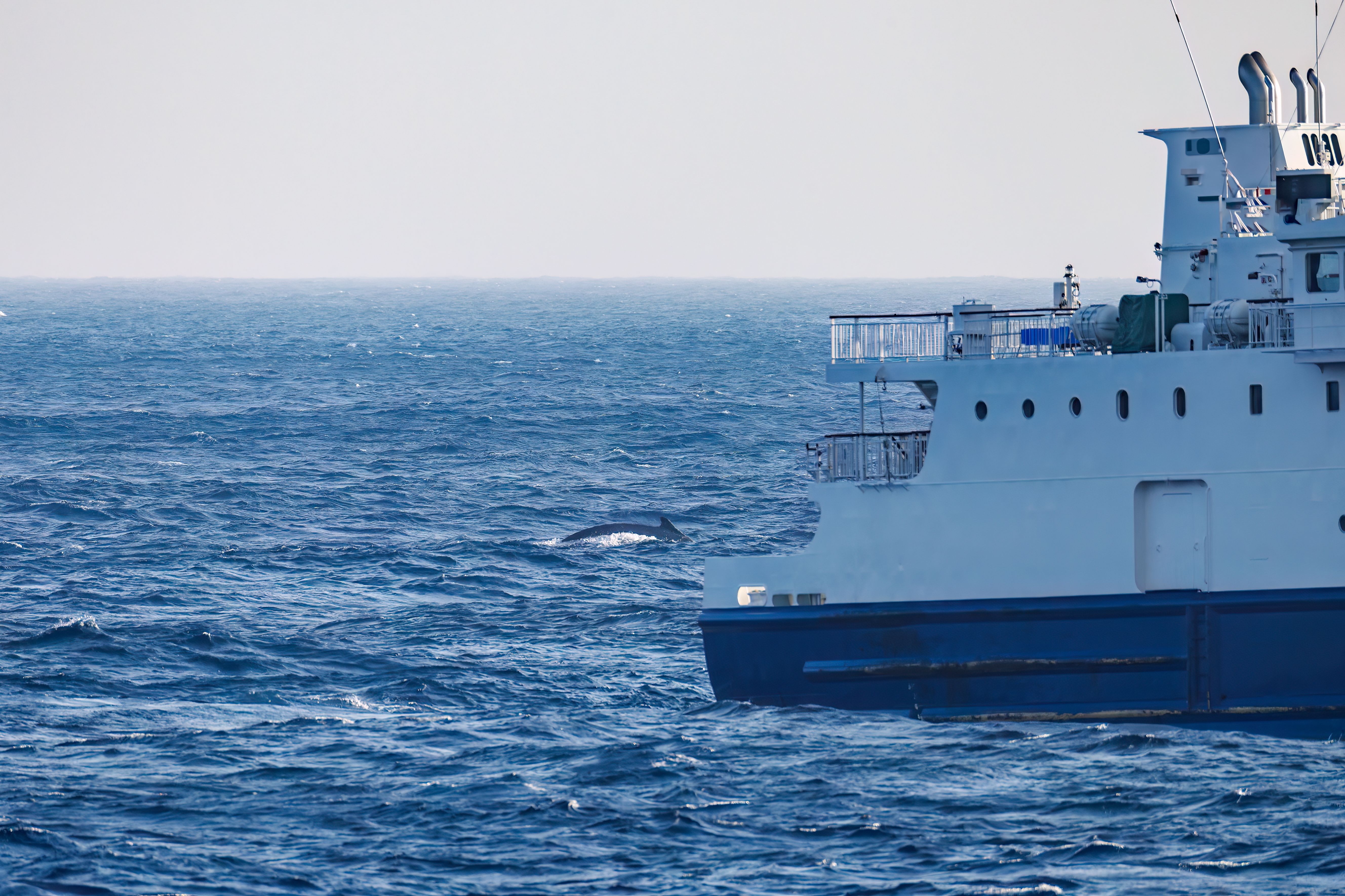  The Aogashima Maru can be seen connecting Hachijojima and Aogashima. A pod of Humpback Whale, Megaptera novaeangliae swam just offshore.  Hachijojima island, Izu Islands, Tokyo - March 2, 2025
