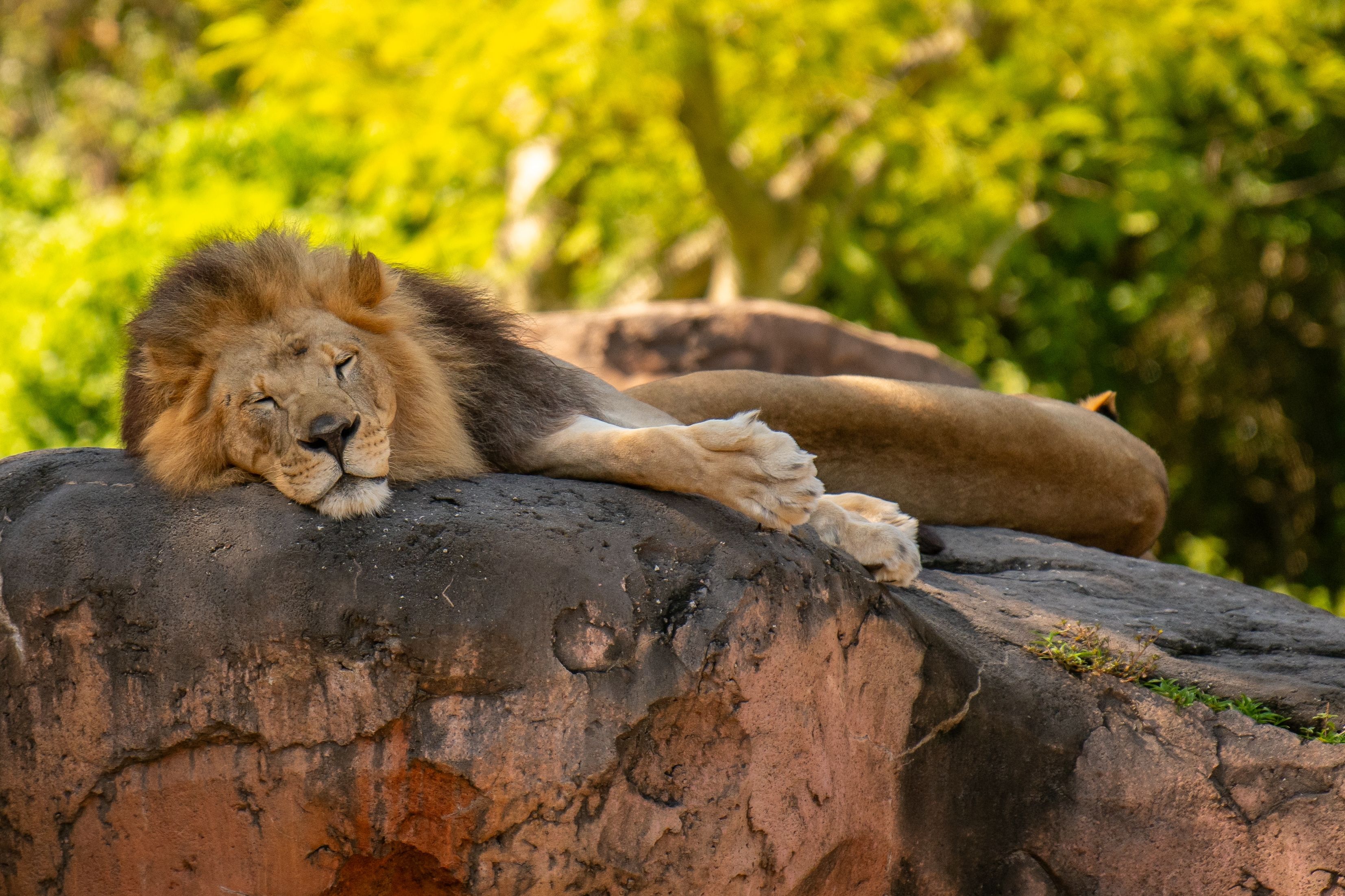Bay Lake, Florida. Lions in Walt Disney World's Animal Kingdom, Kilimanjaro Safari
