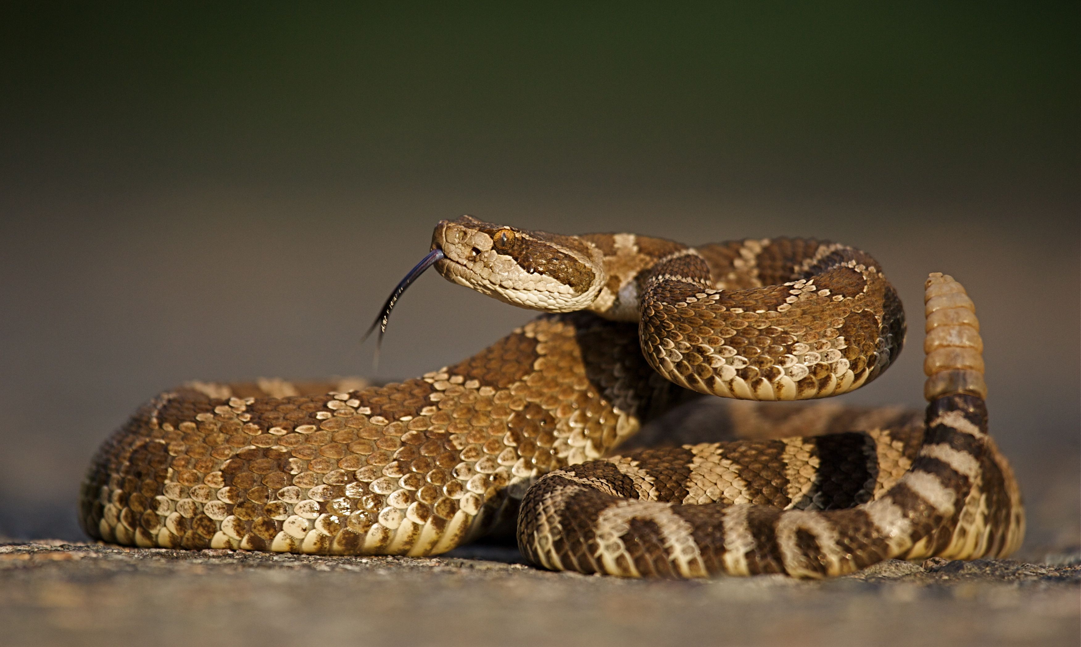 Western rattlesnake (Crotalus oreganus)