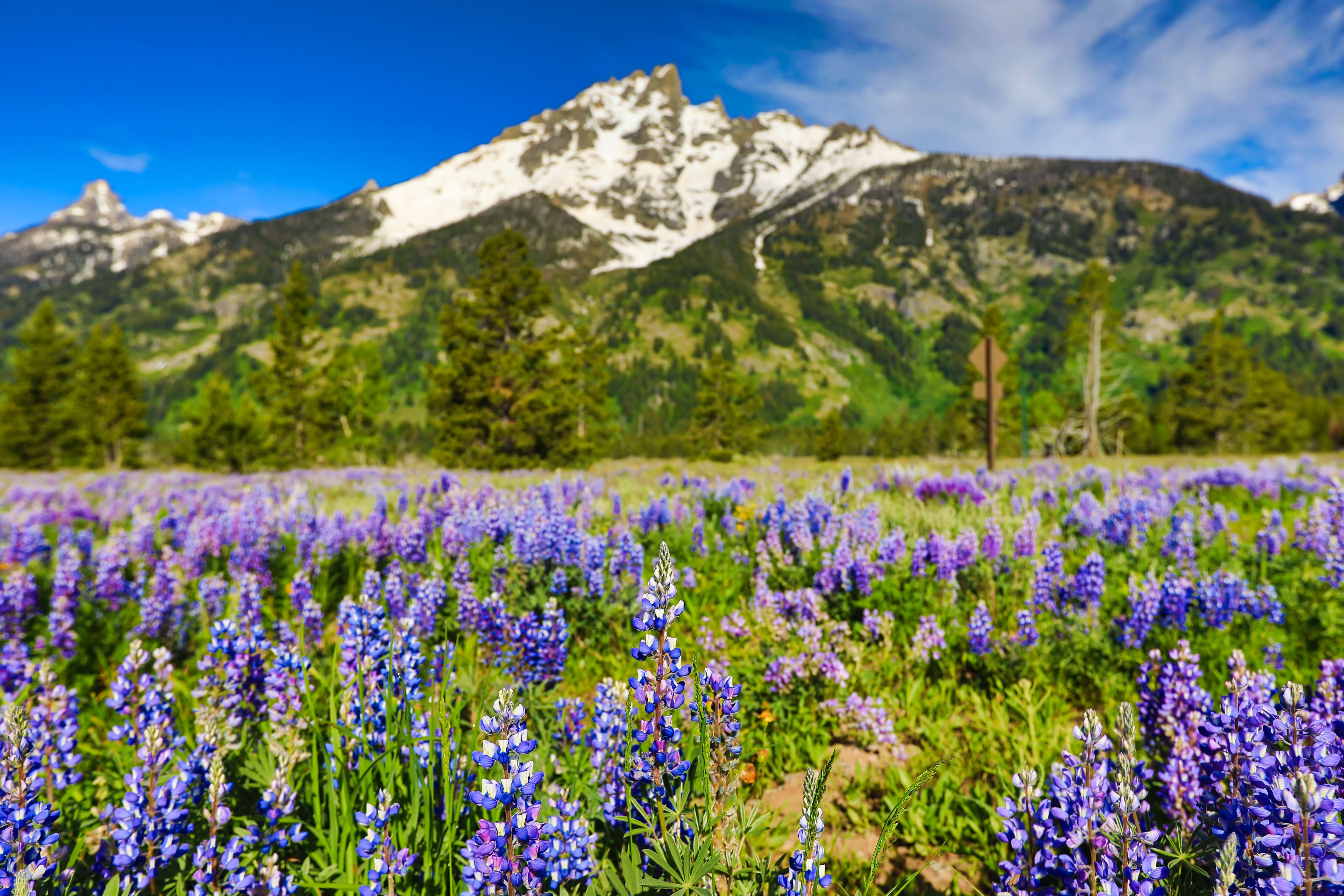 Field of lupines with the Grand Teton mountains in the background in Jackson, Wyoming